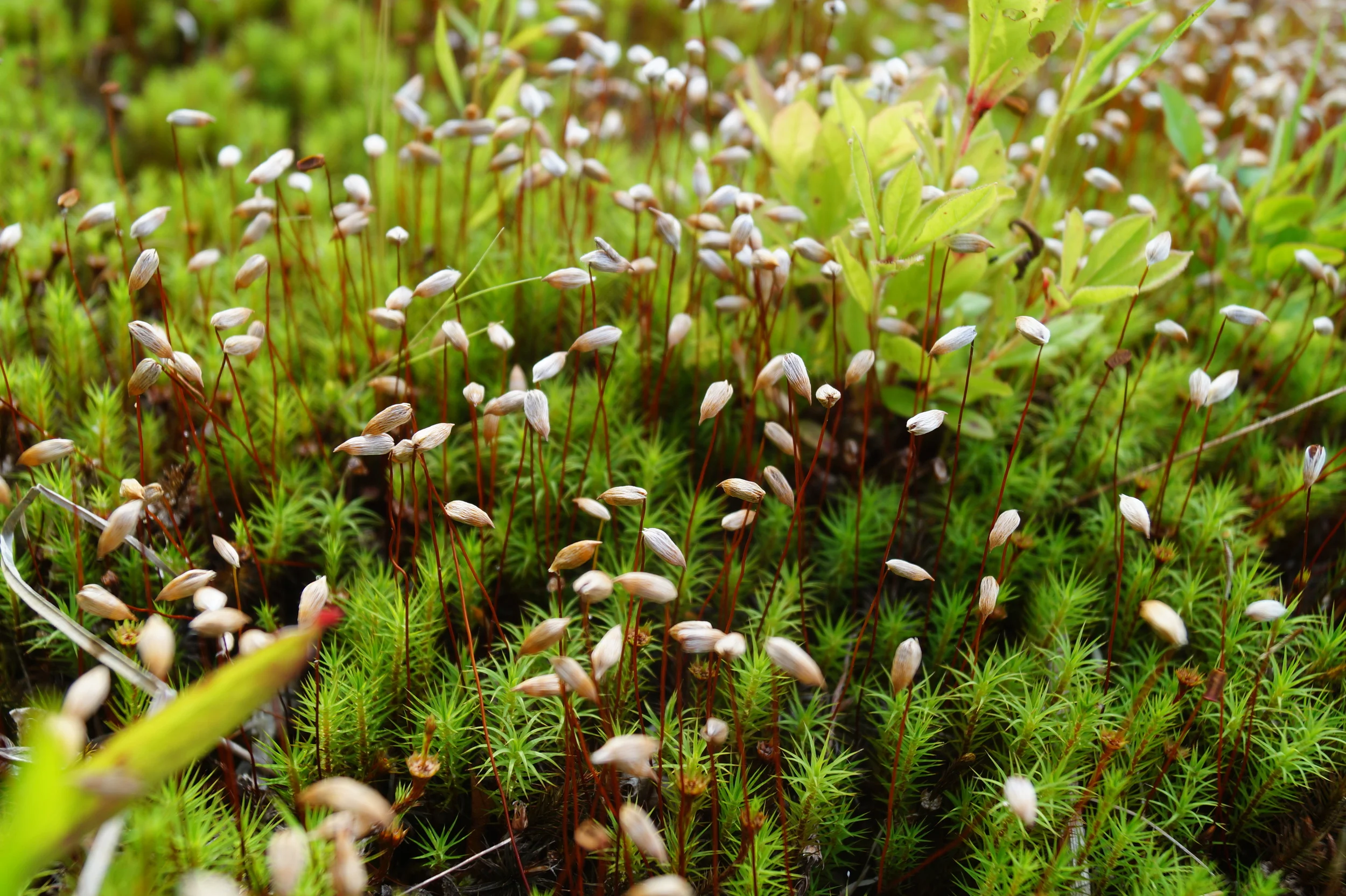 July 18, 2015 | Moss With Seed