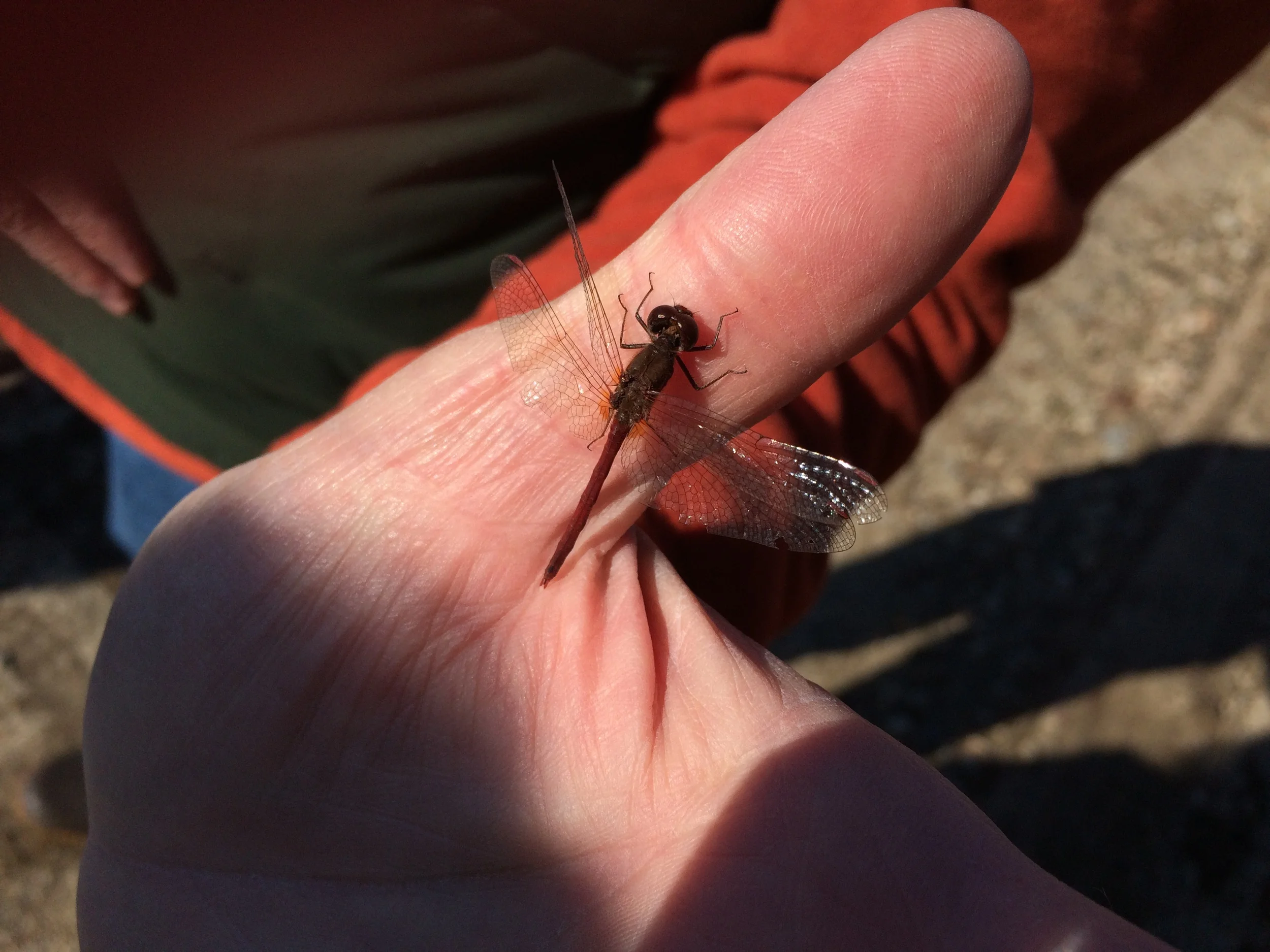 November 24, 2017 | Gary Discovers a Damsel Fly in the Road We Pause to Admire