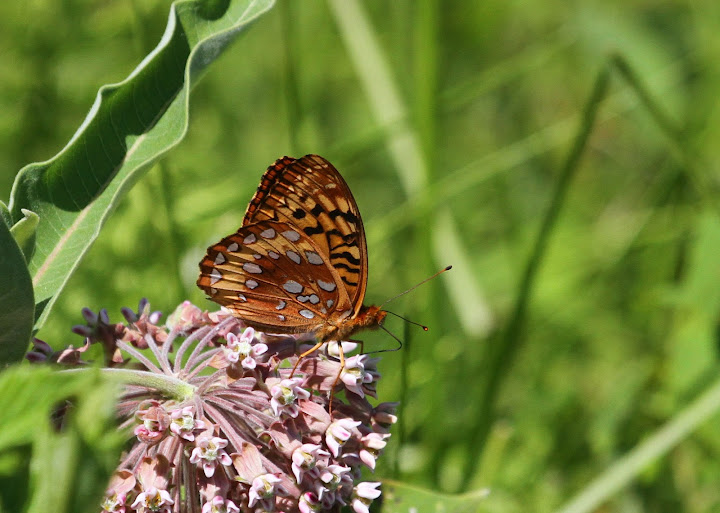 June 29, 2012 | Silver Bordered Fritillary