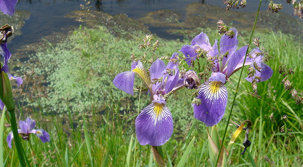 Spring, 2007 | Wild Iris | Signs of spring.