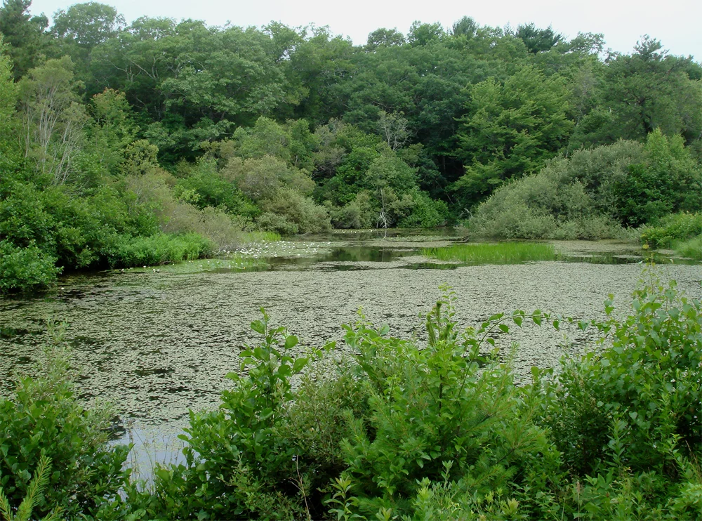July, 2007 | The Arm | Without the boards holding back water, this might turn out to be a vernal pool.