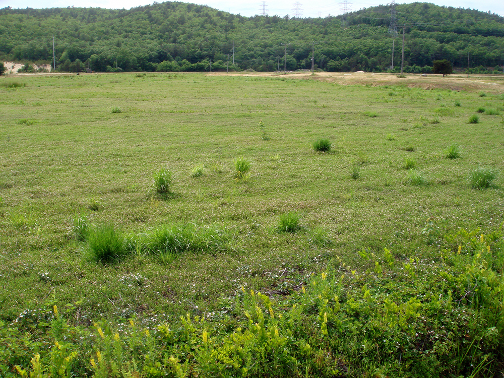 July, 2007 | Bloom on T1 | These tiny white flowers make the bog look like it has a case of dandruff.