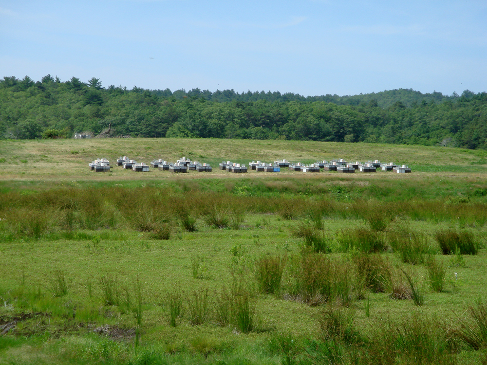 July, 2007 | The bees | The bees are rented for 3 weeks; they are trucked in and leave at dusk or dawn.