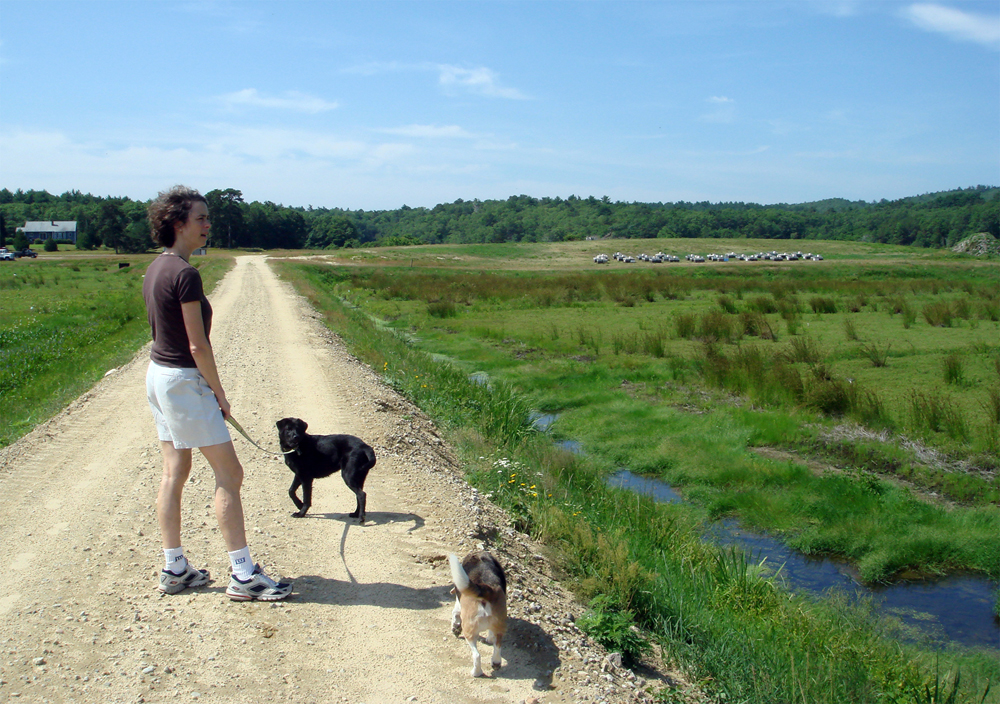 July, 2007 | Caroline Walks the Bogs | The bees are ensconced on the mound between the 14 acre and 35 acre.