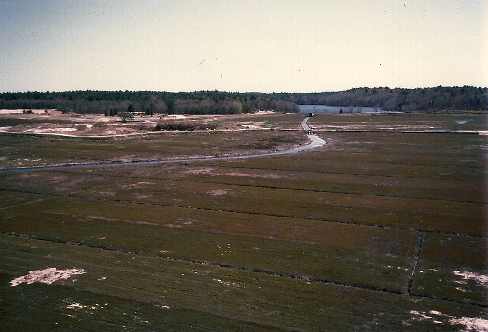 35 and 14 acre in May | The bogs are beginning to green up.