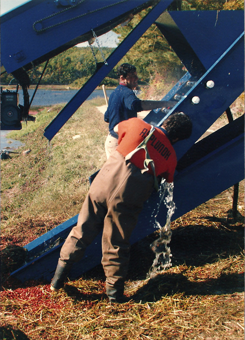 1985 | Conveyor used in Harvest | In the early days, berries were pushed up onto a conveyor.
