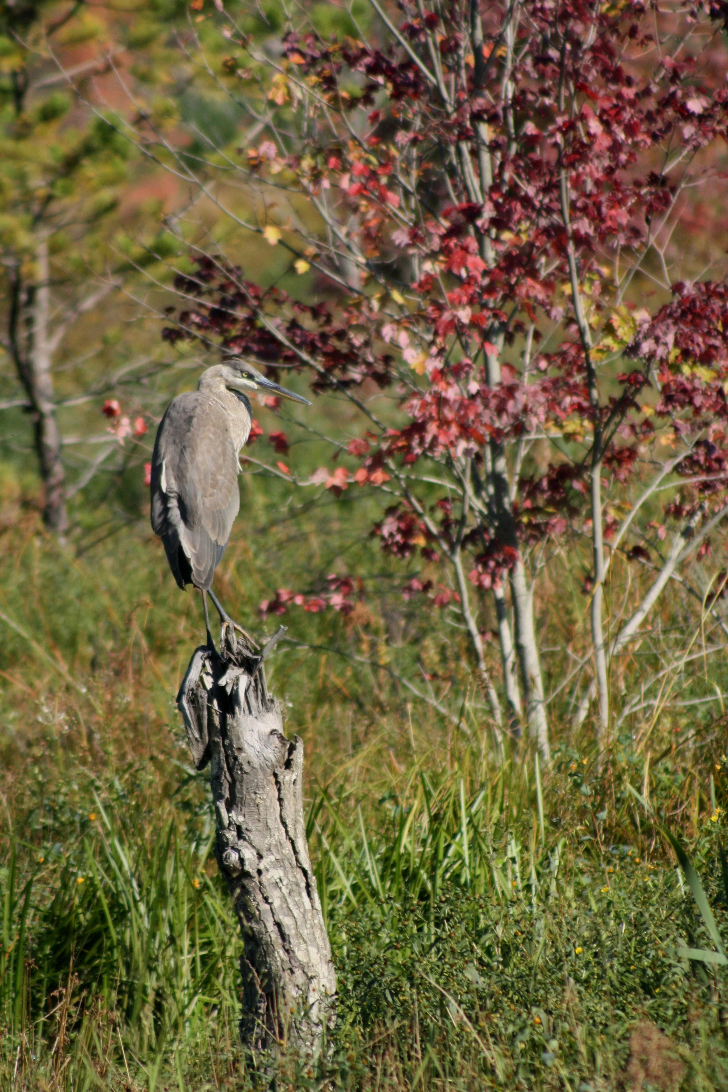 2017_09_24_great blue heron_img_1438_cr_cjackson.jpg