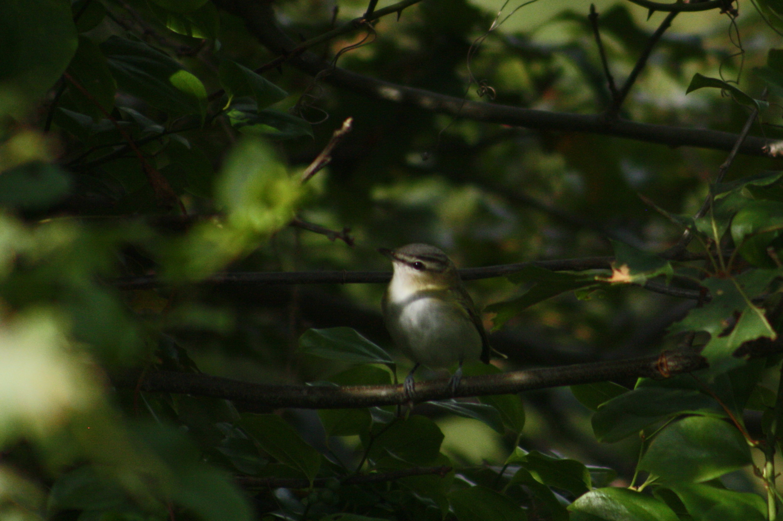 2017_09_02_red-eyed vireo_img_0472_cr_cjackson.jpg