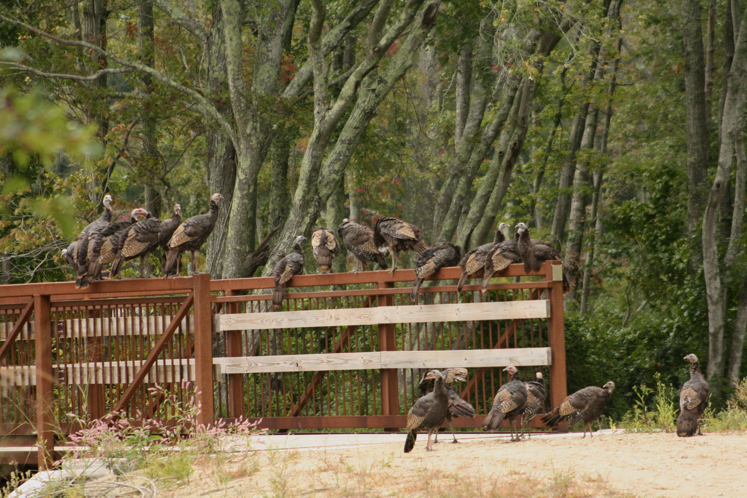 2017_09_16_turkeys on the bridge_img_0897_cr_cjackson.jpg