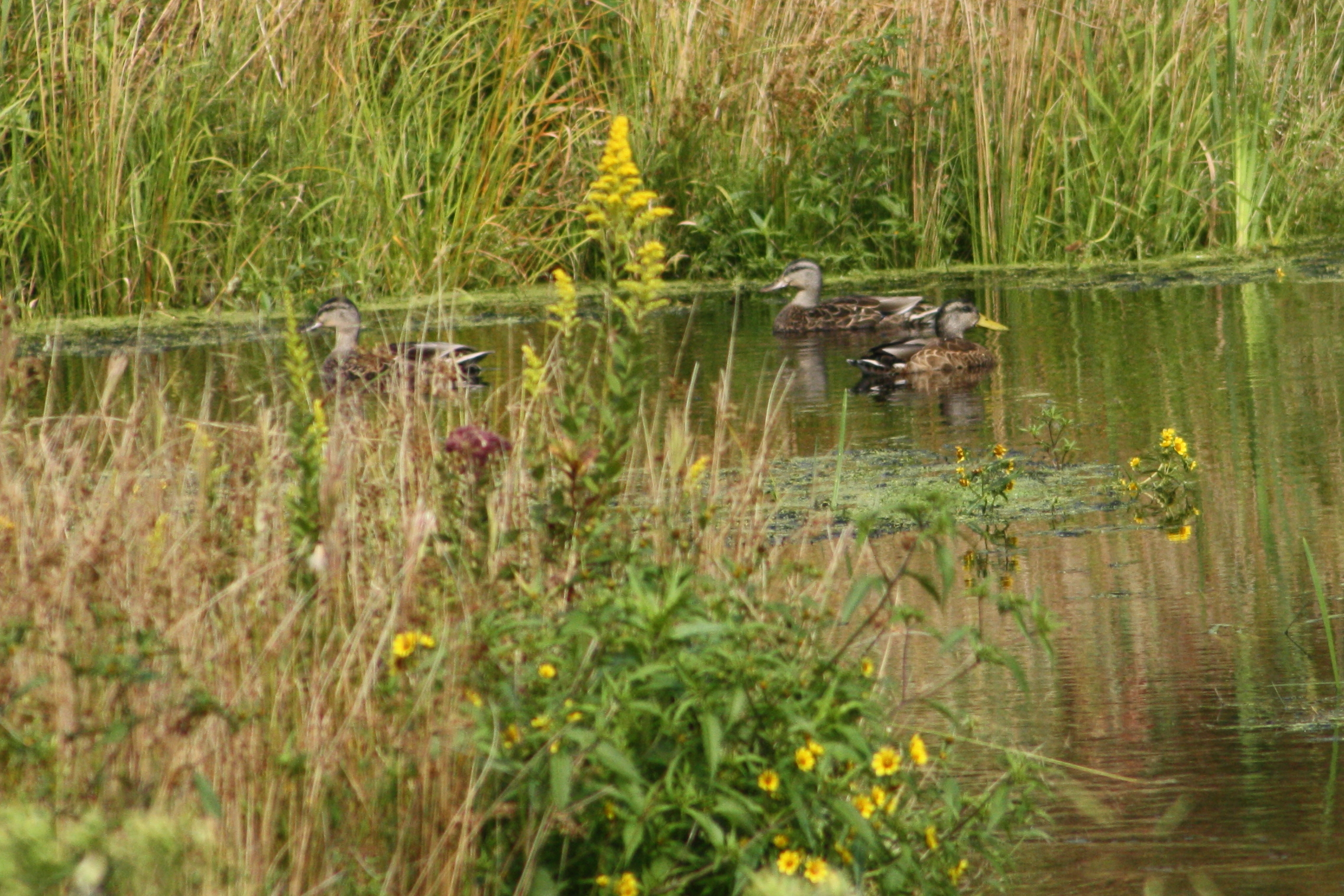 2017_09_09_american black ducks_img_0658_cr_cjackson.jpg