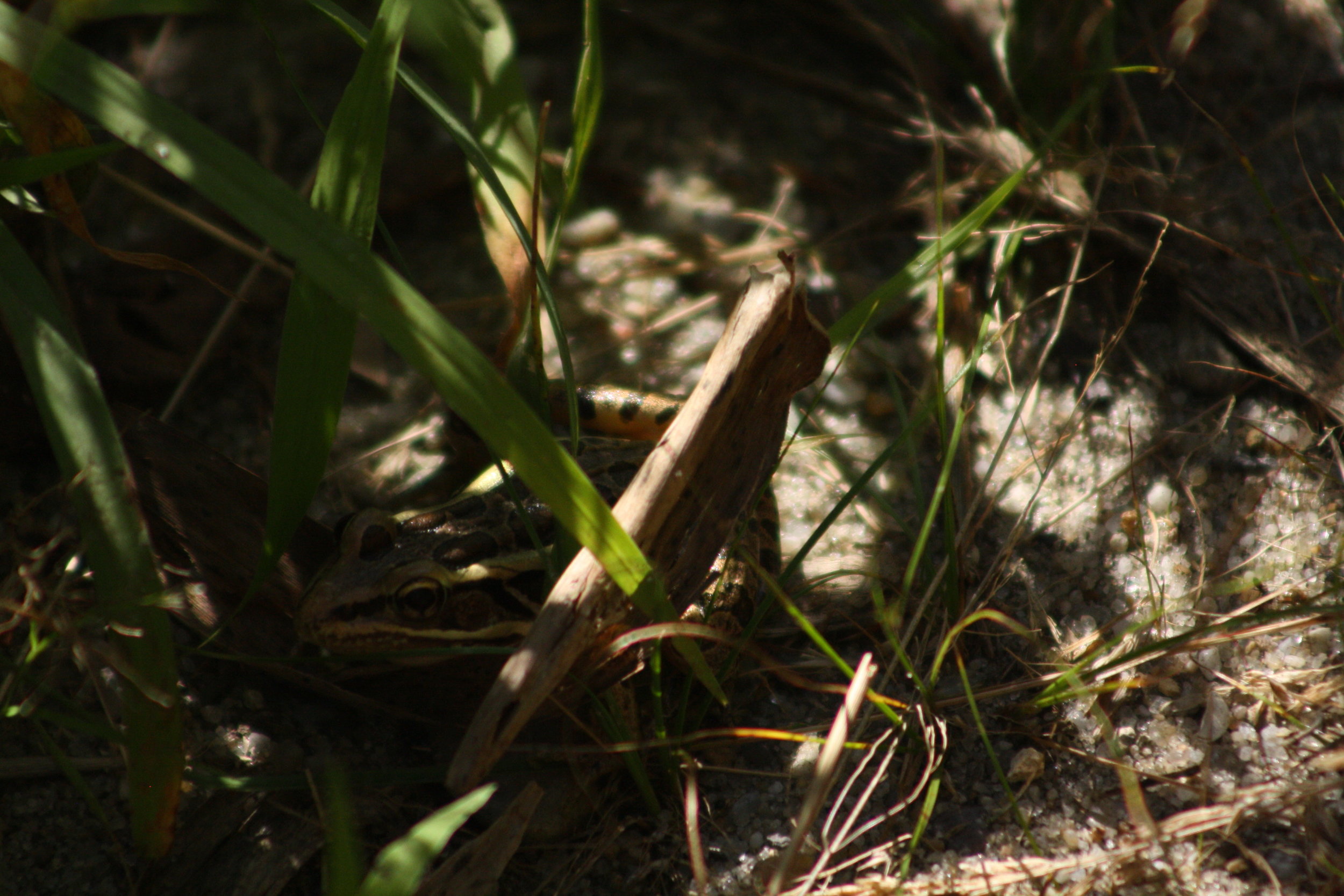 2017_09_09_pickerel frog_img_0719_cr_cjackson.jpg