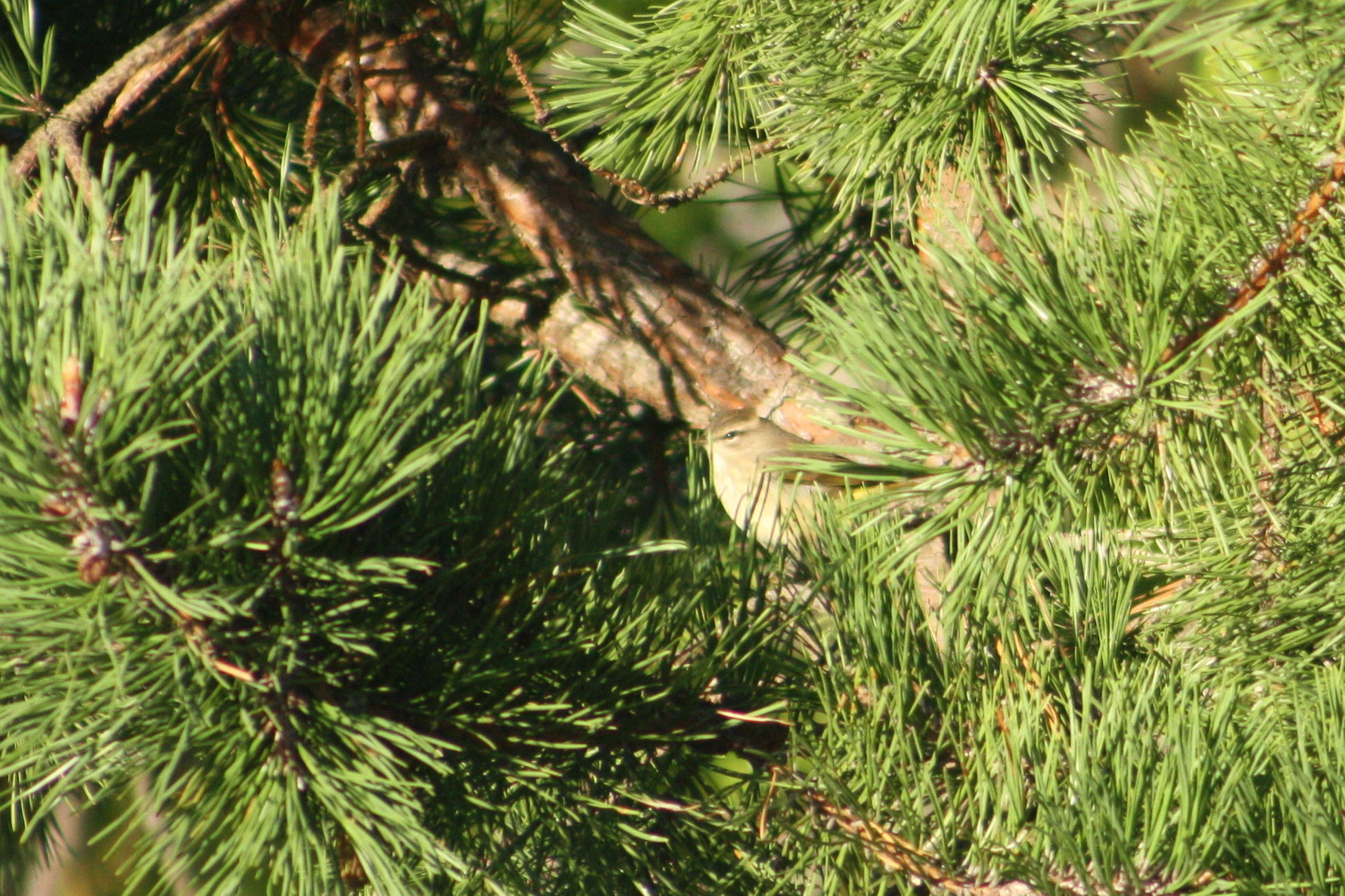 2017_09_29_palm warbler_img_1746_cr_cjackson.jpg