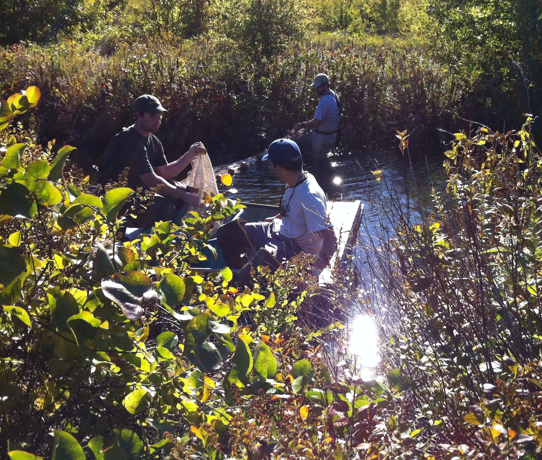 October 11, 2010 | Fish study
