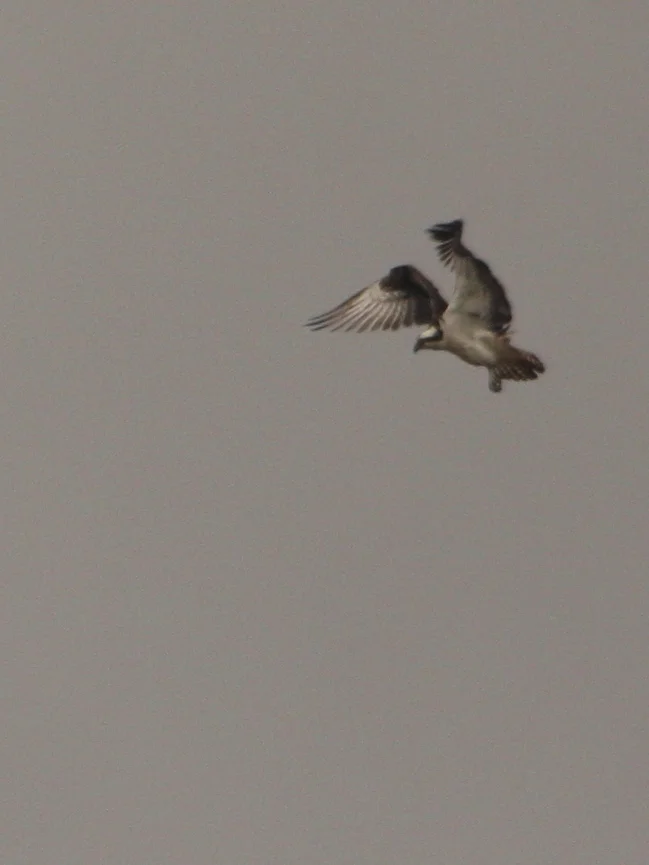 Osprey