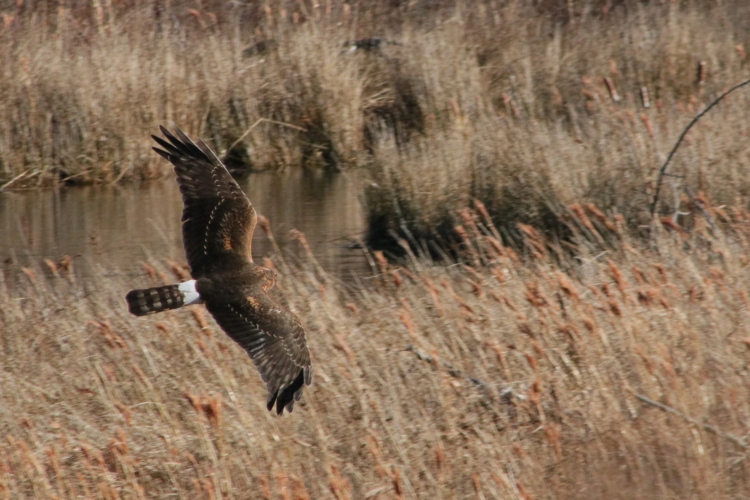 Northern harrier in flight