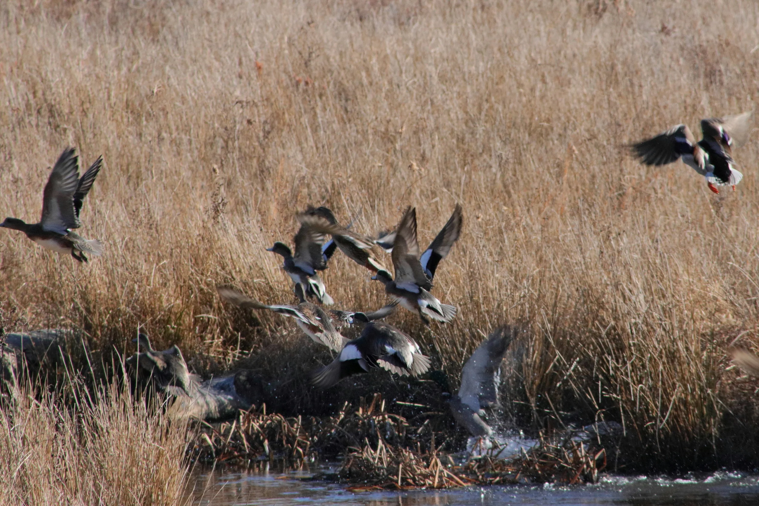 Mallards and wigeons taking flight