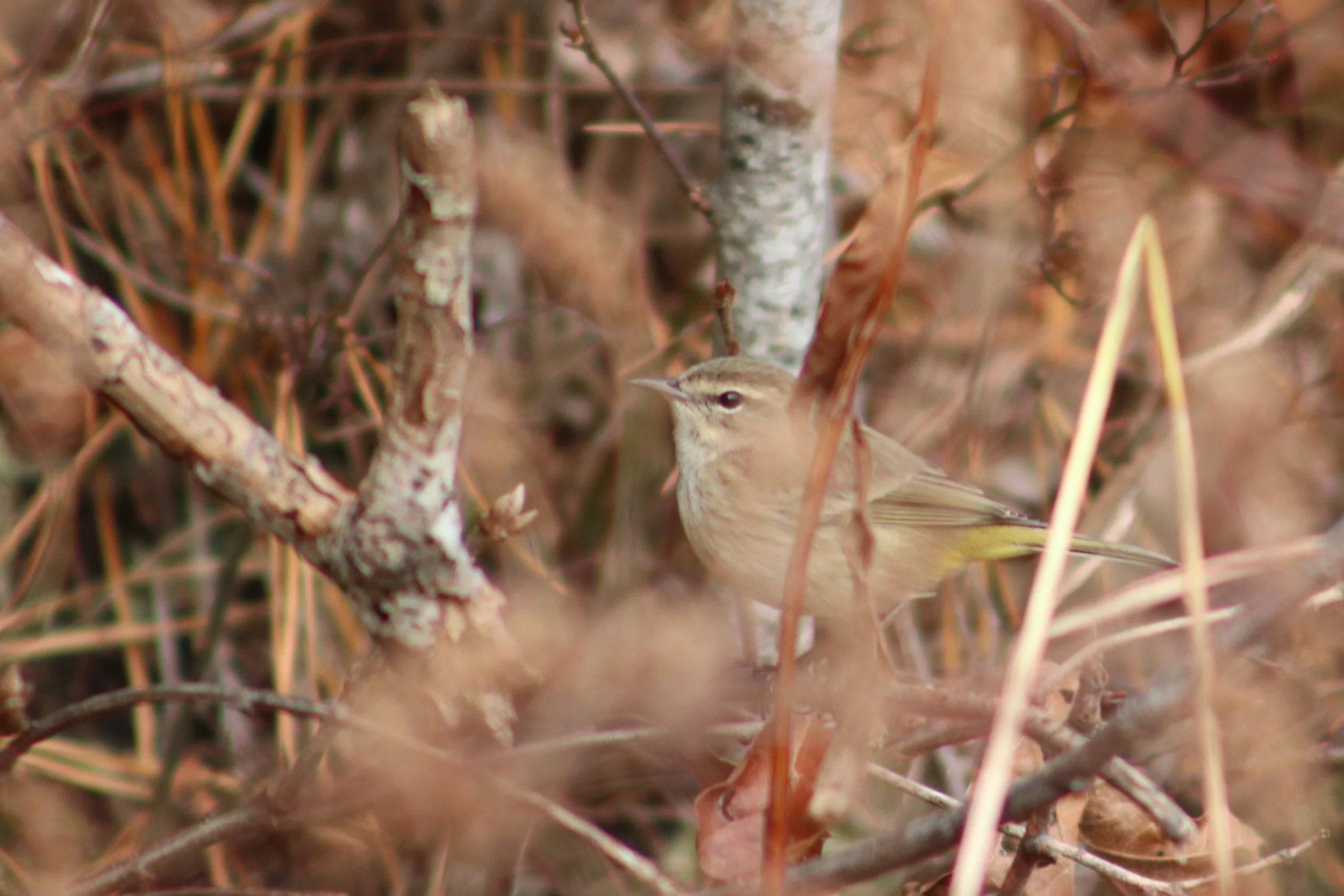 Palm warbler