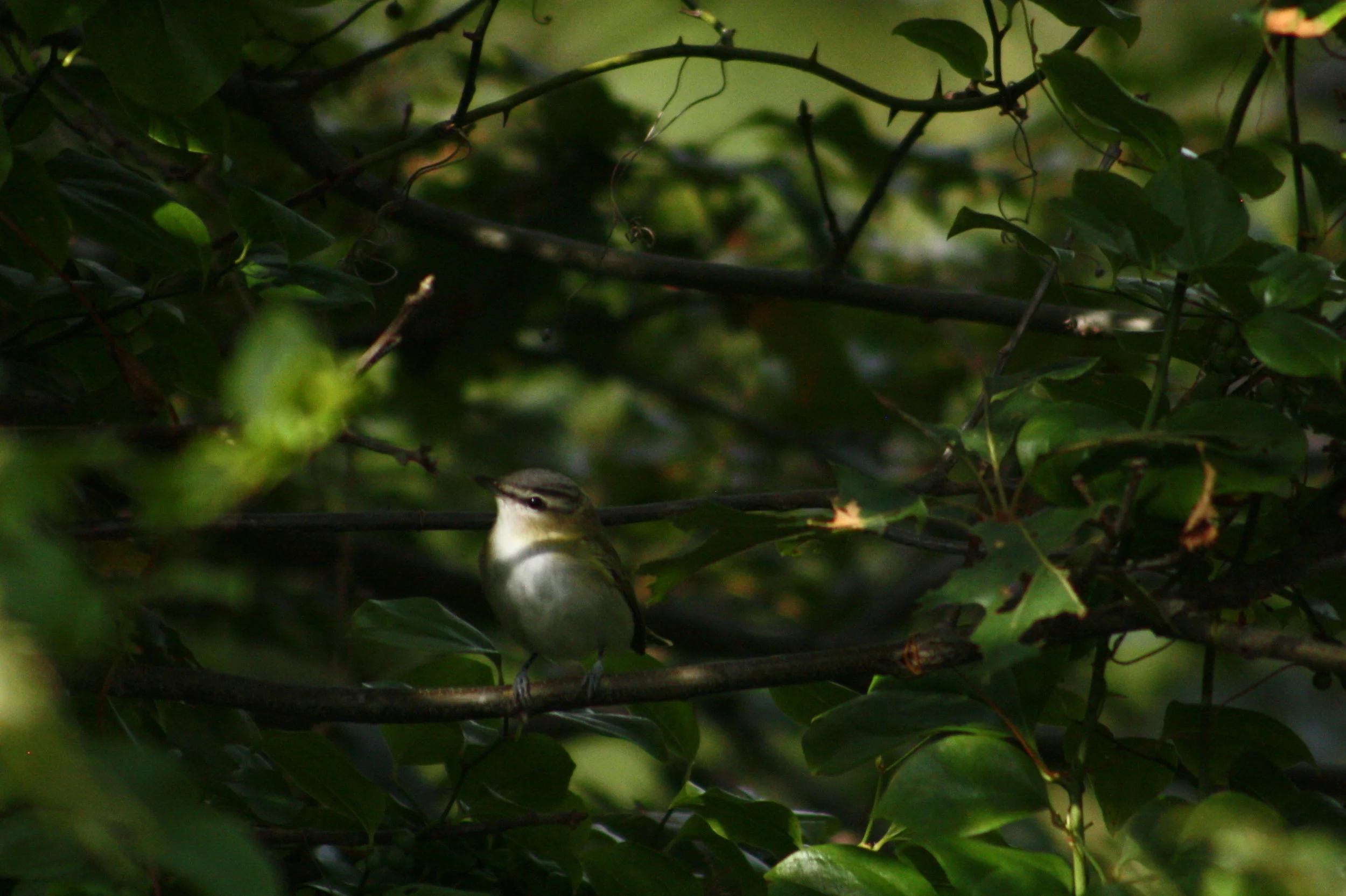 Red-eyed vireo