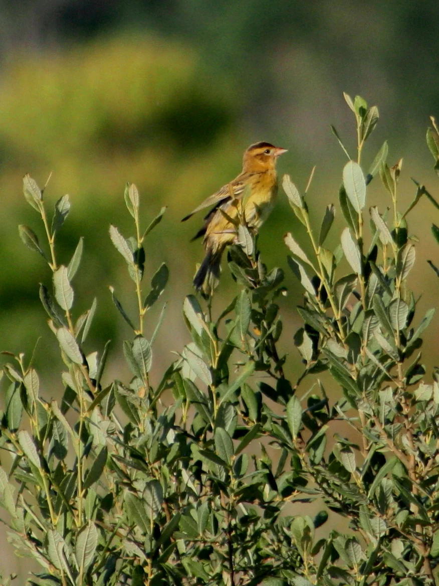 Juvenile bobolink