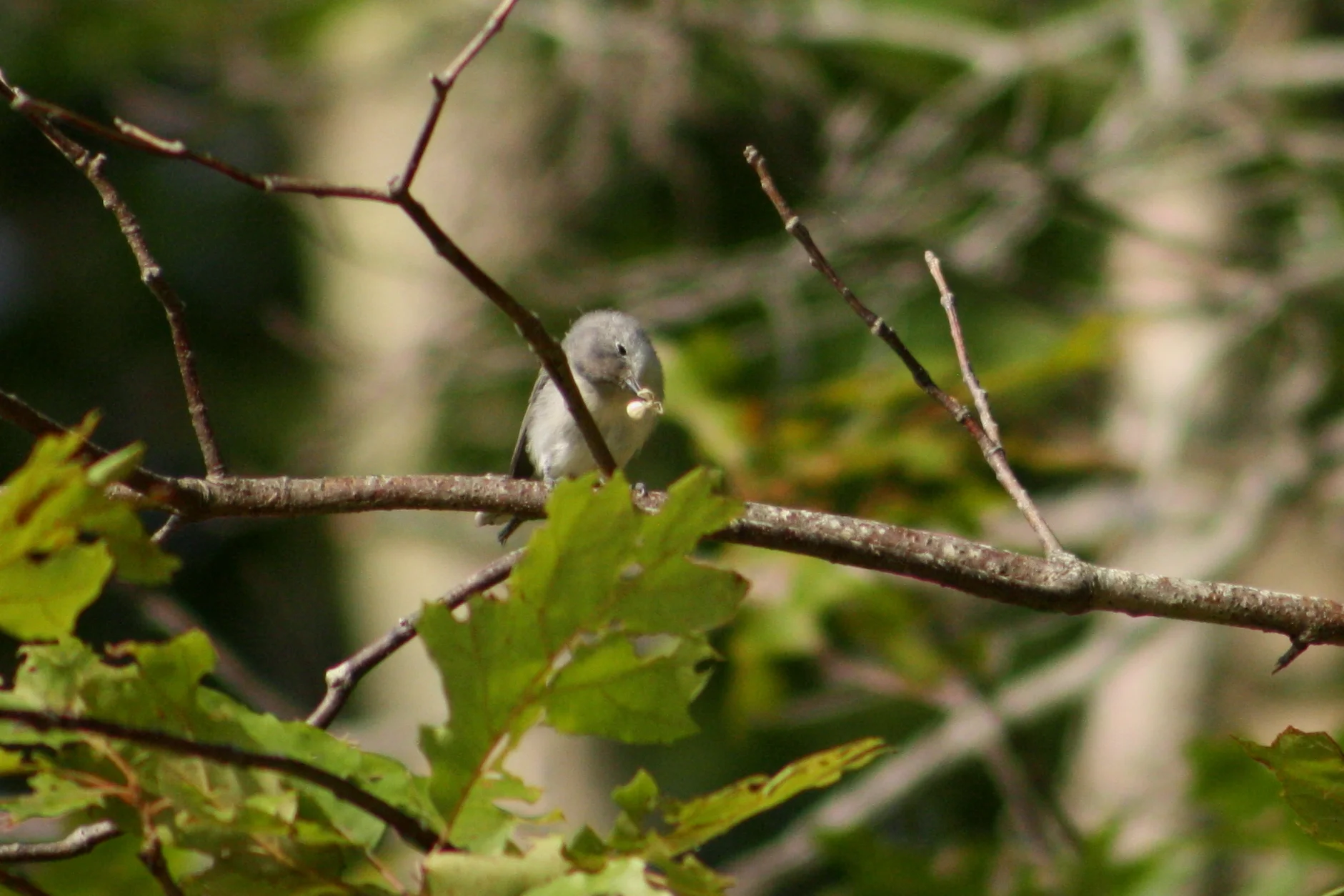 Blue-gray gnatcatcher with a spider