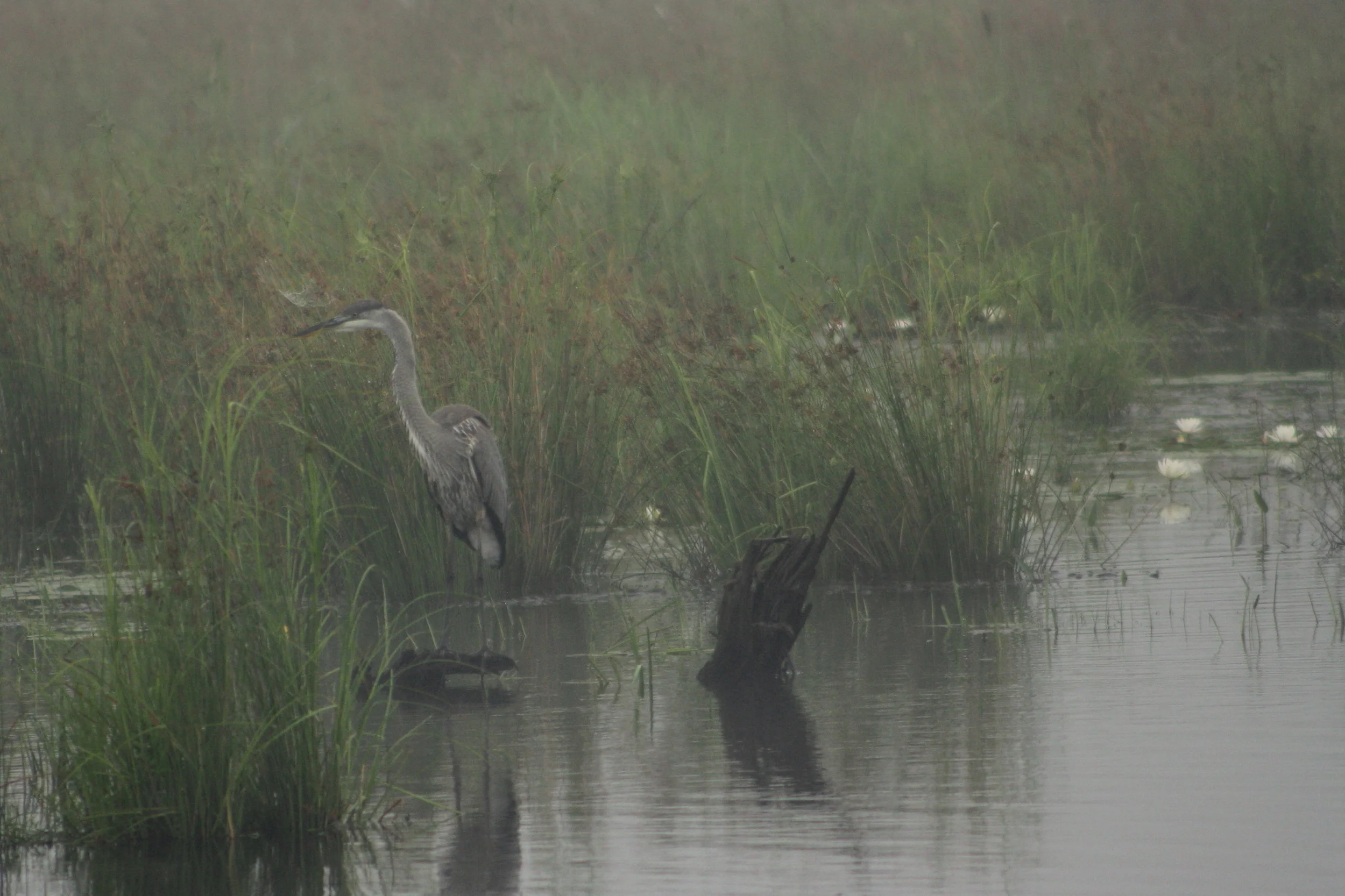 Great blue heron
