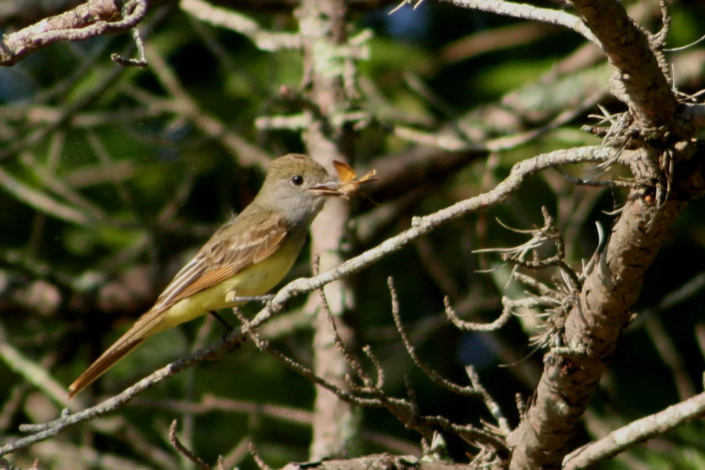 Great crested flycatcher eating a butterfly