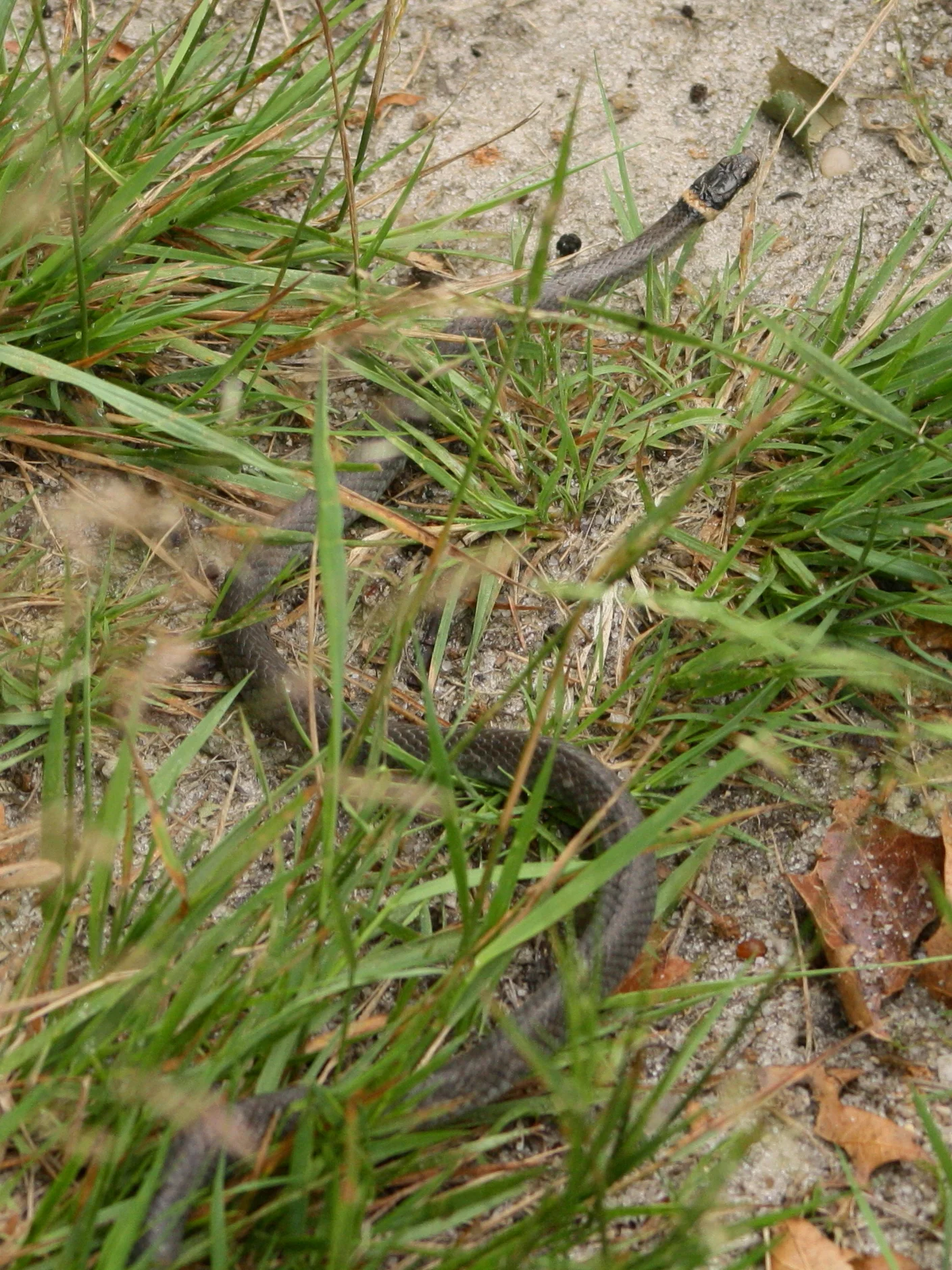 Ringneck snake