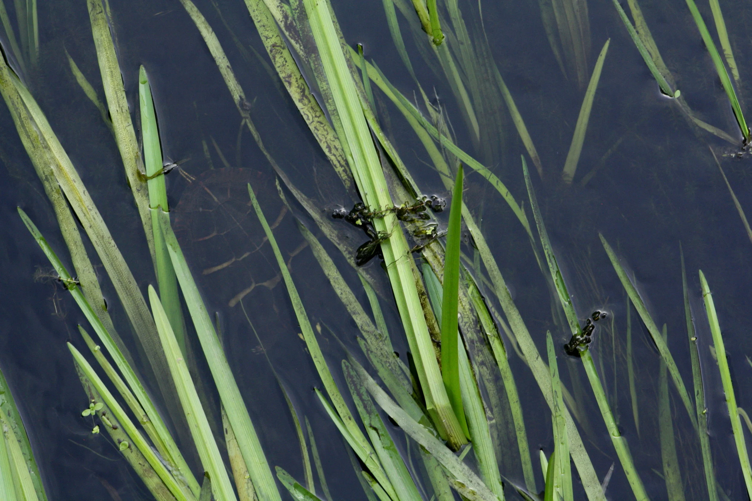 Painted turtle feeding under the bridge