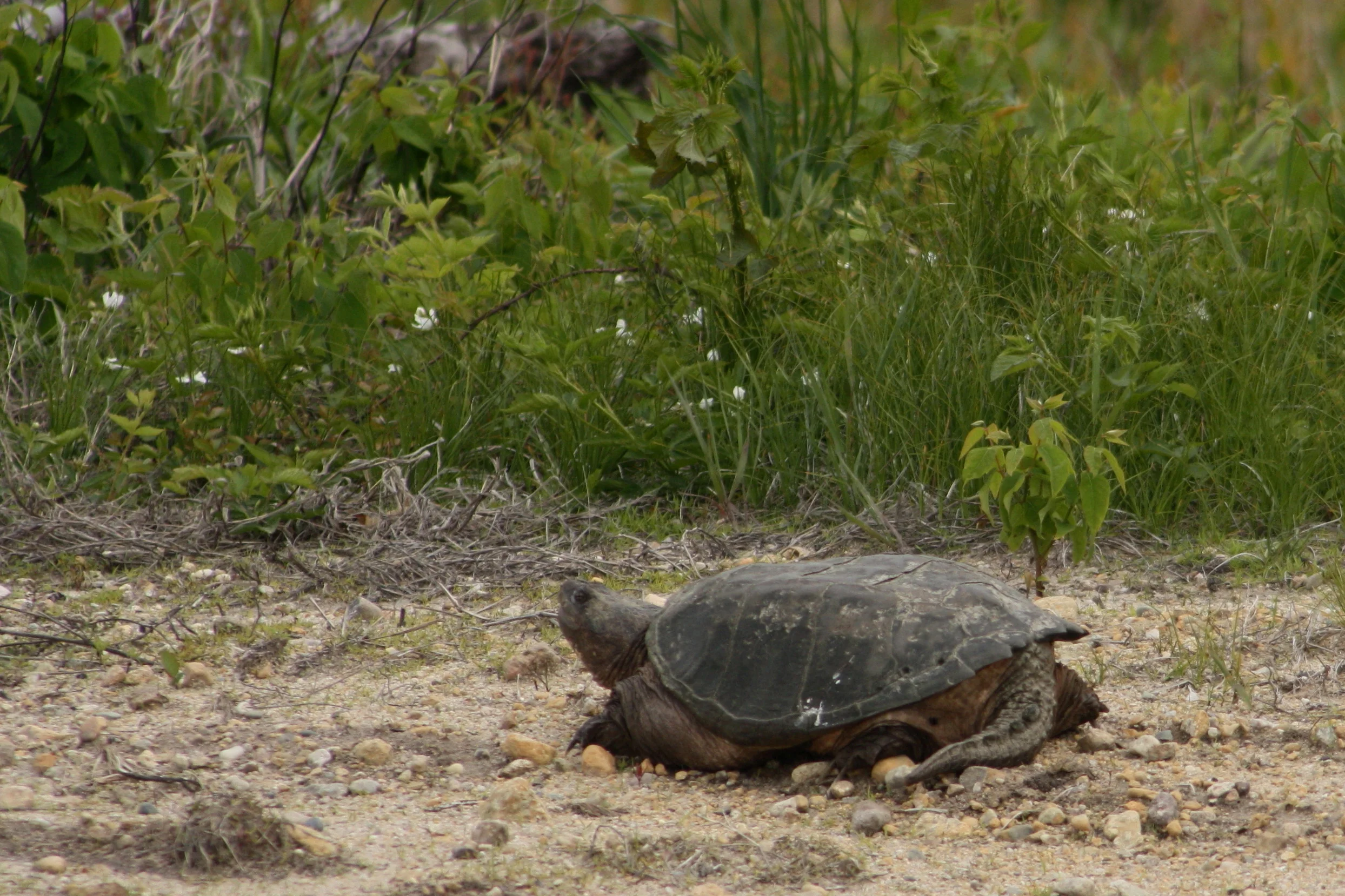 2017_05_28_snapping turtle_img_5585_cr_cjackson.jpg