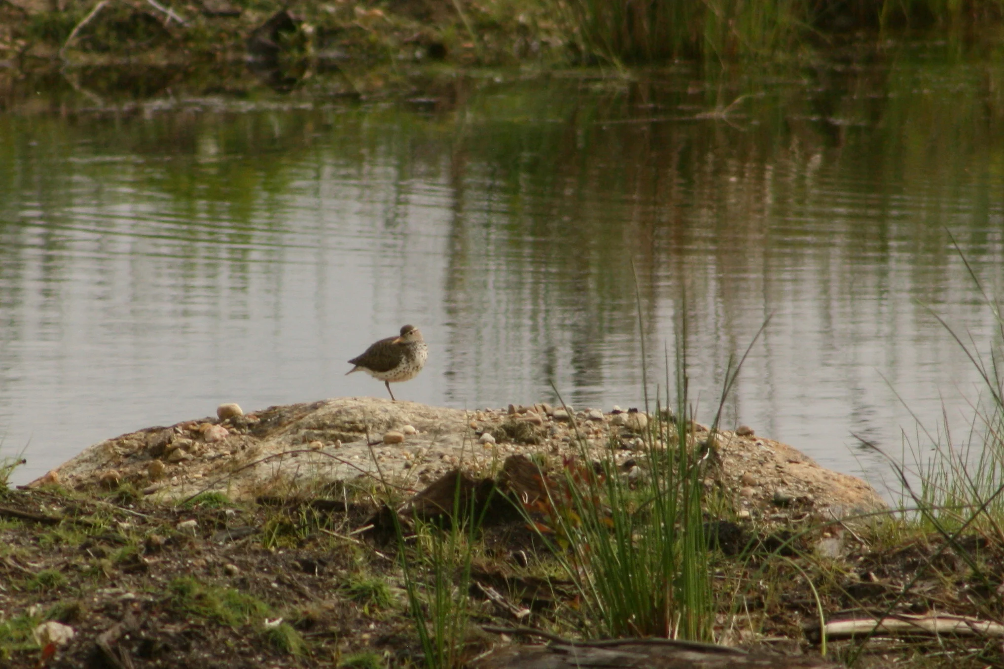 2017_05_26_spotted sandpiper_img_5483_cr_cjackson.jpg