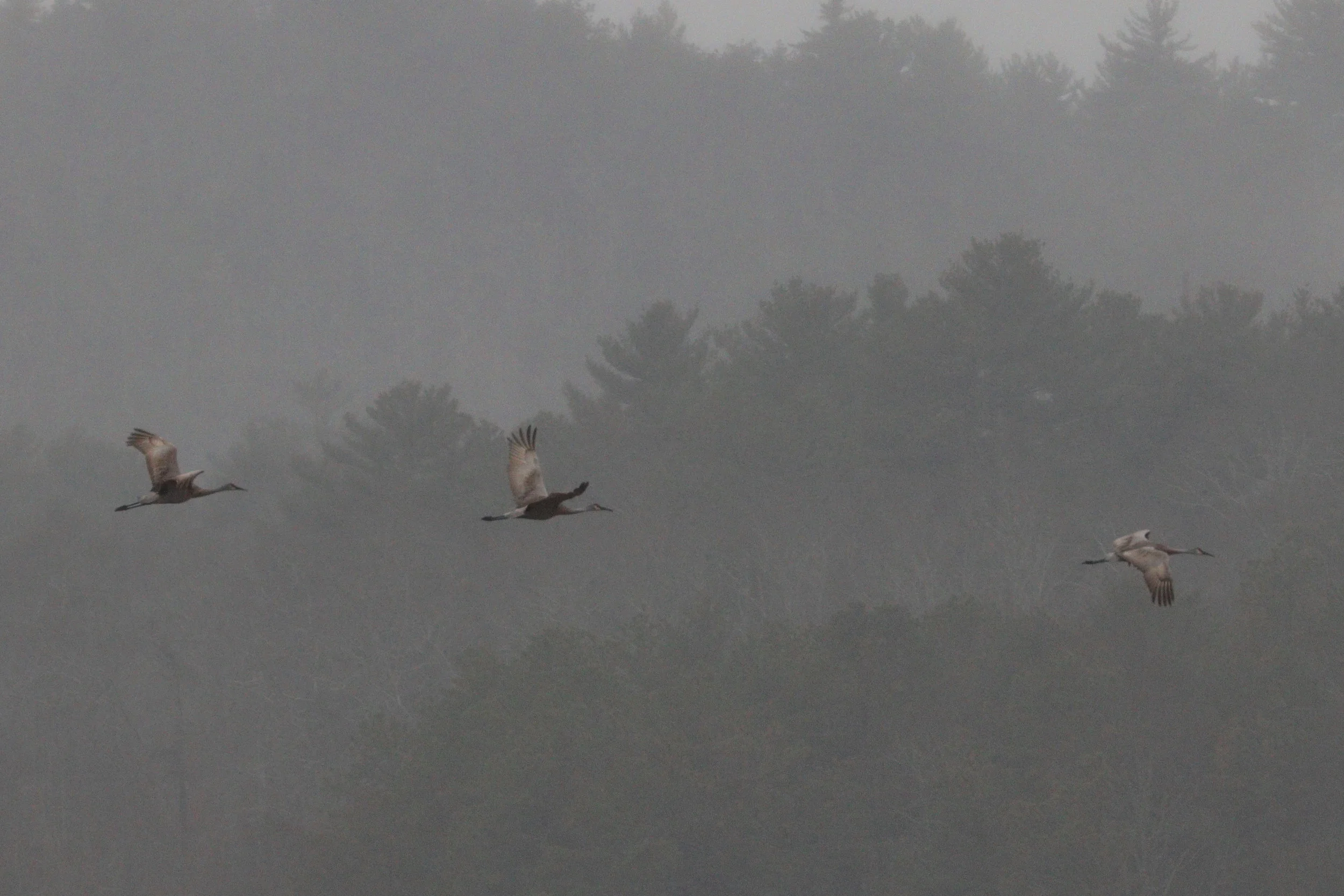 April 19, 2018 | Sandhill Cranes | Photo By: Cyndi Jackson 