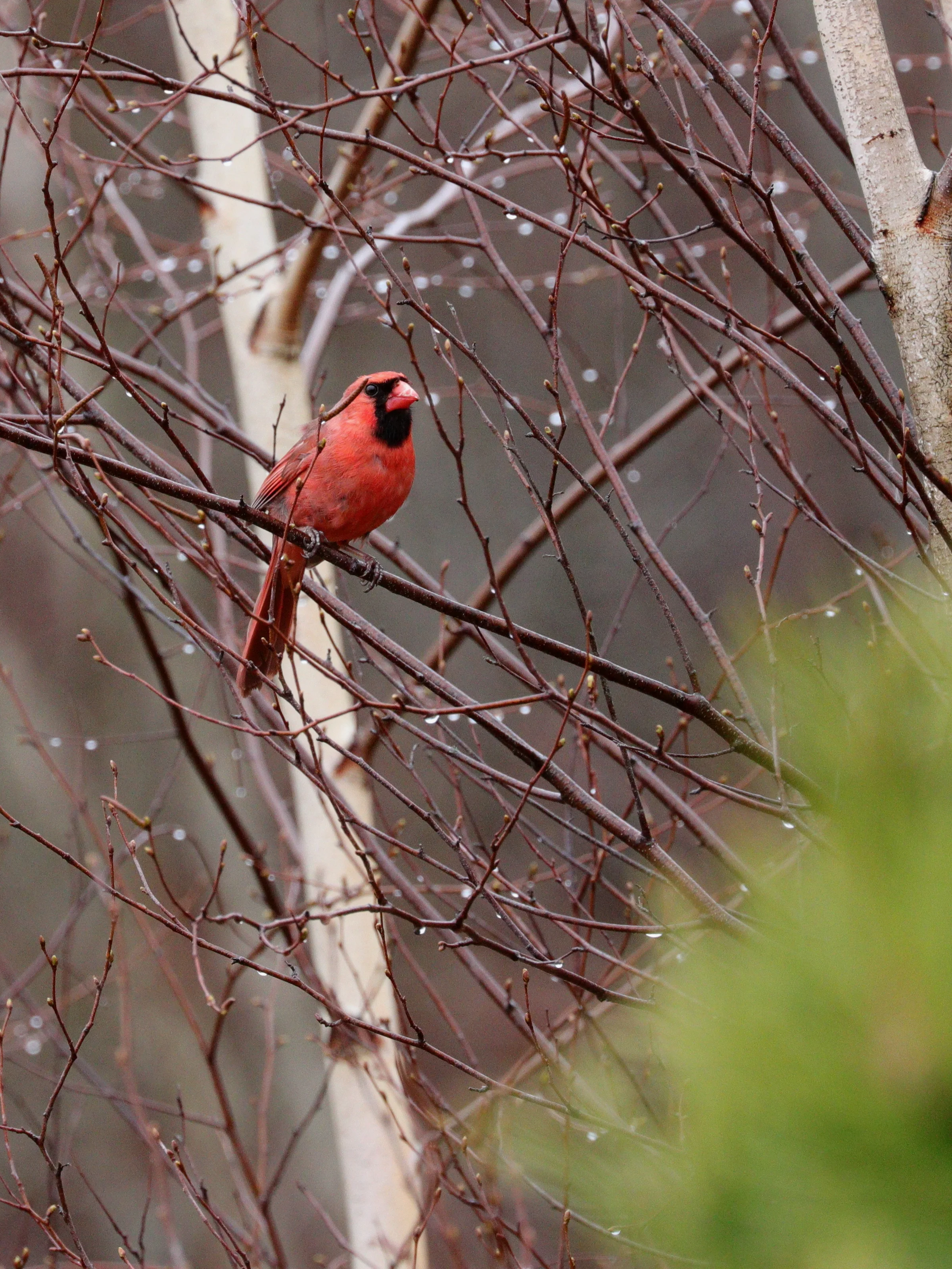 April 26, 2018 | Cardinal | Photo By: Cyndi Jackson 