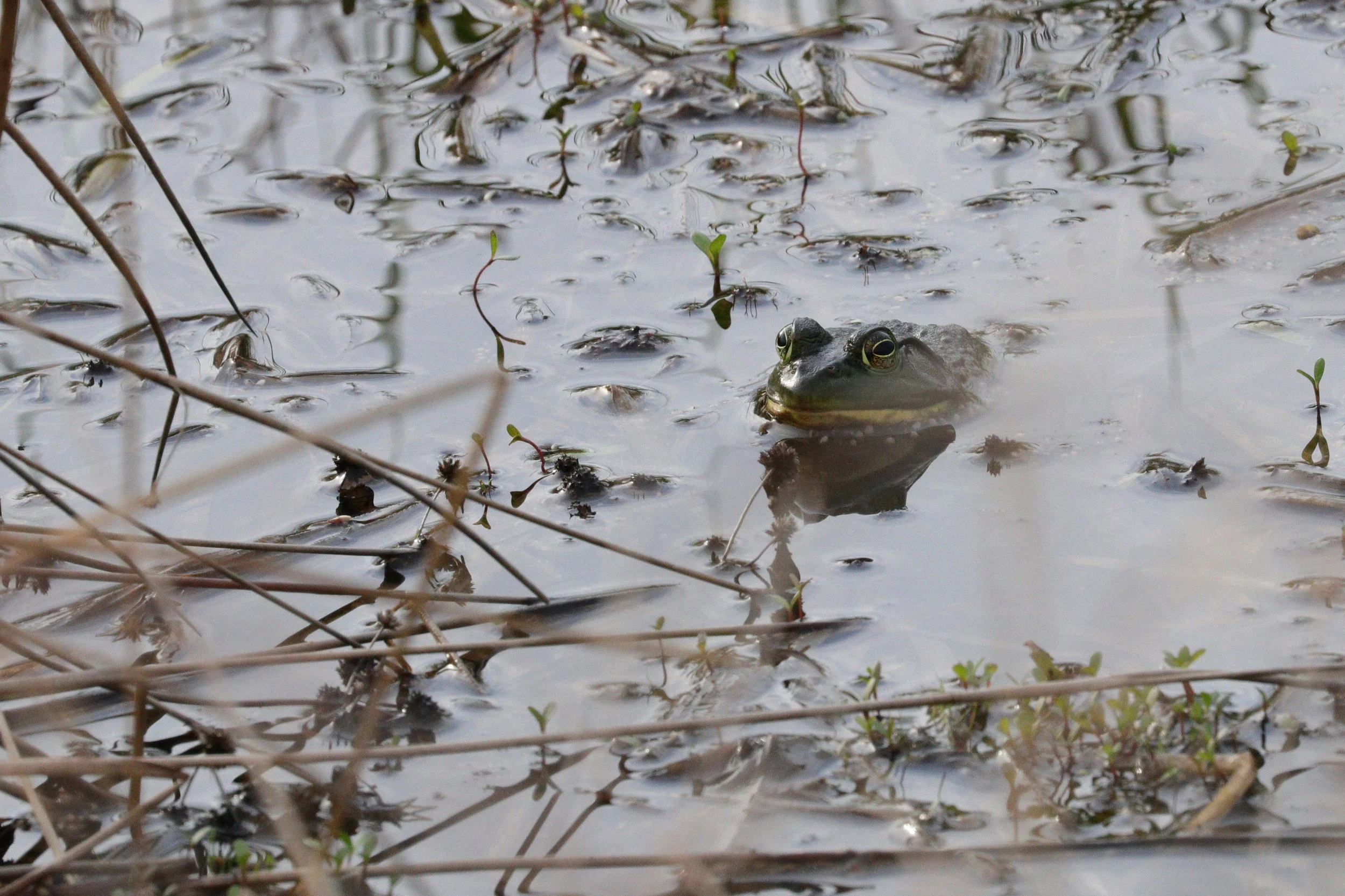 April 28, 2018 | Bullfrog | Photo By: Cyndi Jackson