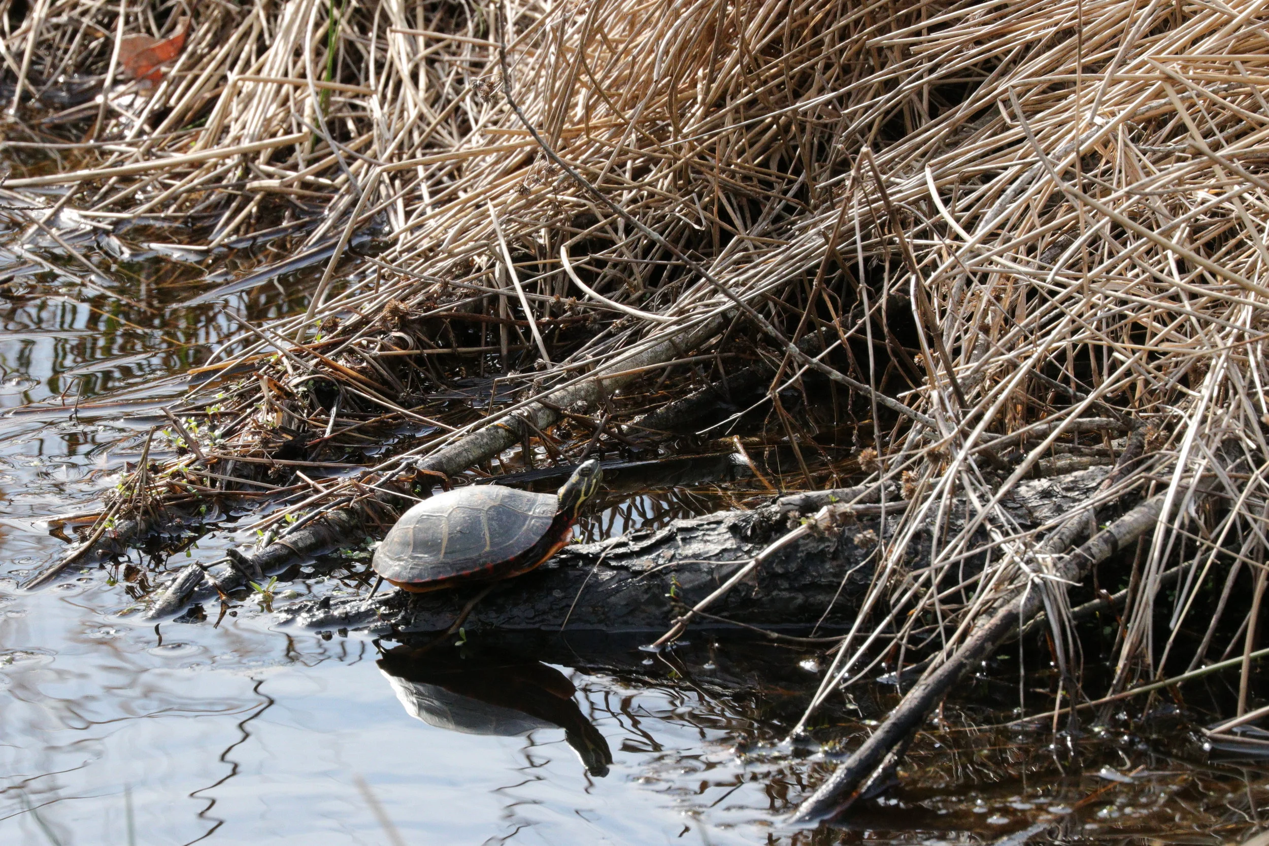 April 28, 2018 | Painted Turtle | Photo By: Cyndi Jackson