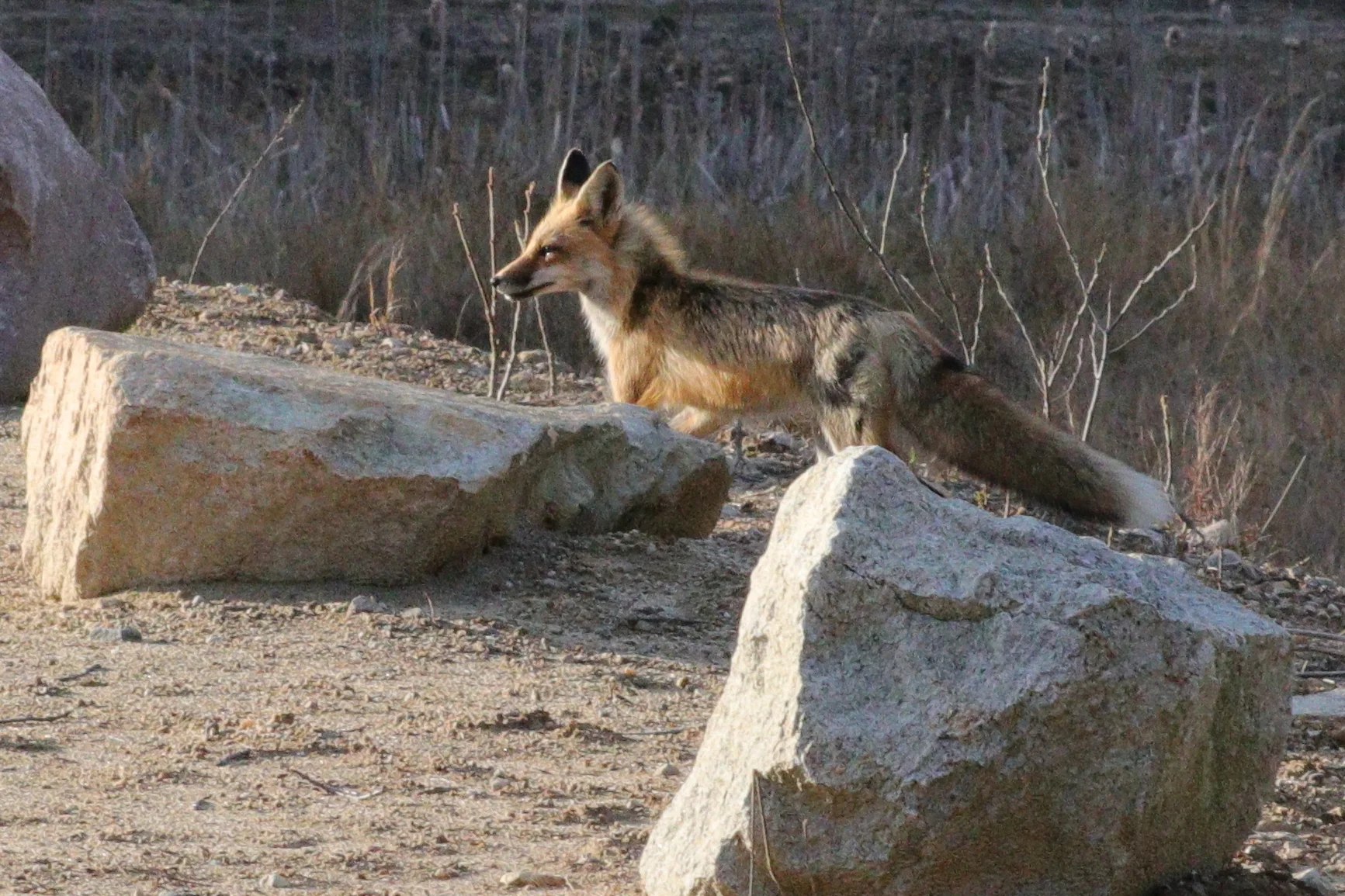 April 29, 2018 | Fox Crossing at the Bridge | Photo By: Cyndi Jackson