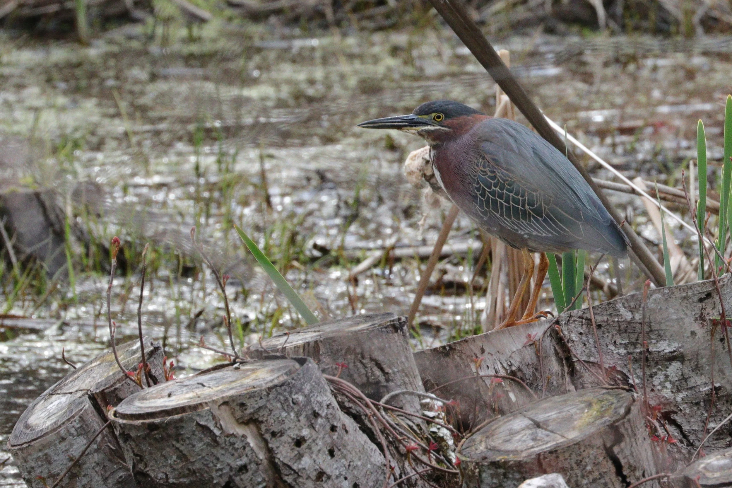 May 3, 2018 | Green Heron | Photo By: Cyndi Jackson 