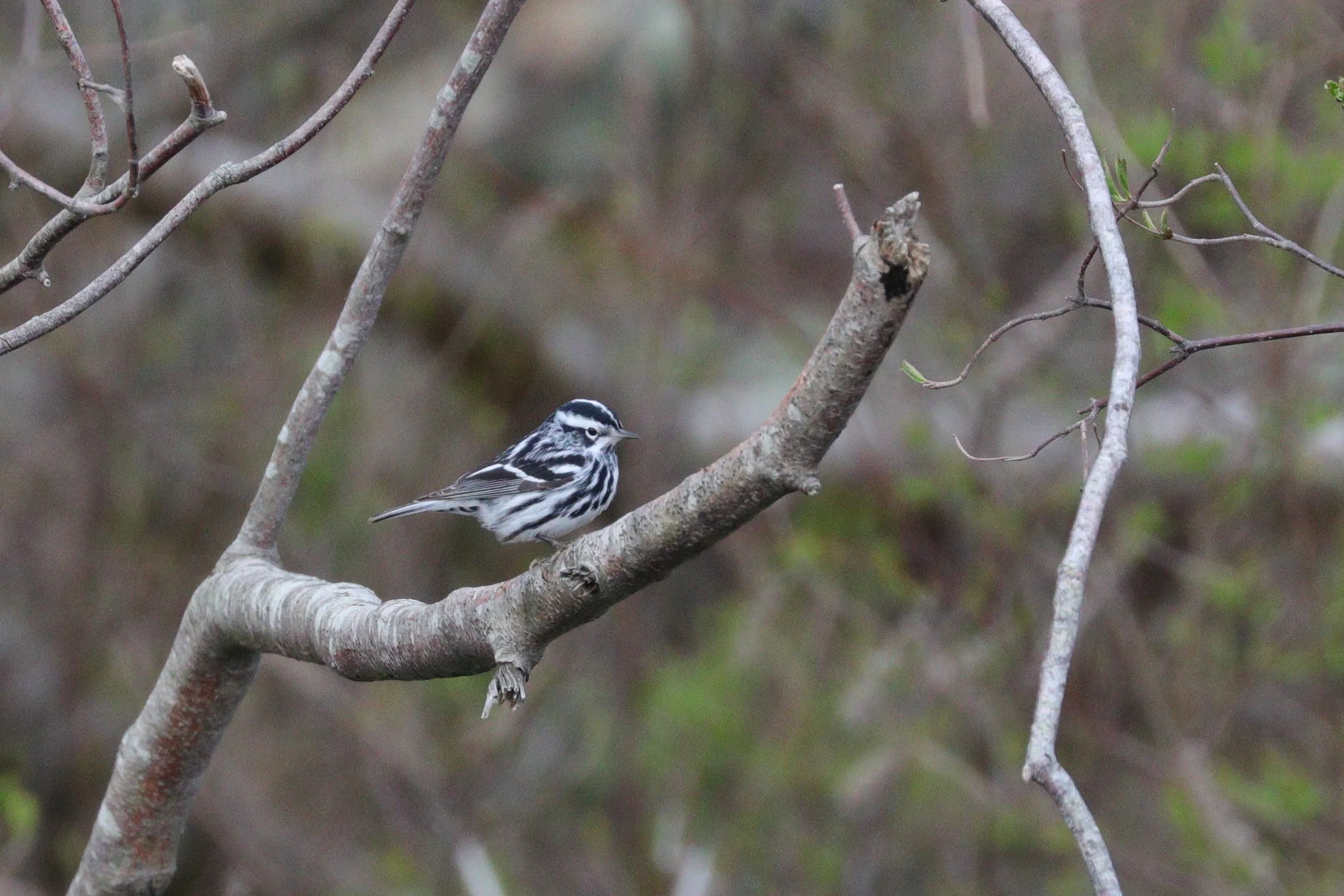 May 5, 2018 | Black and White Warbler | Photo By: Cyndi Jackson 