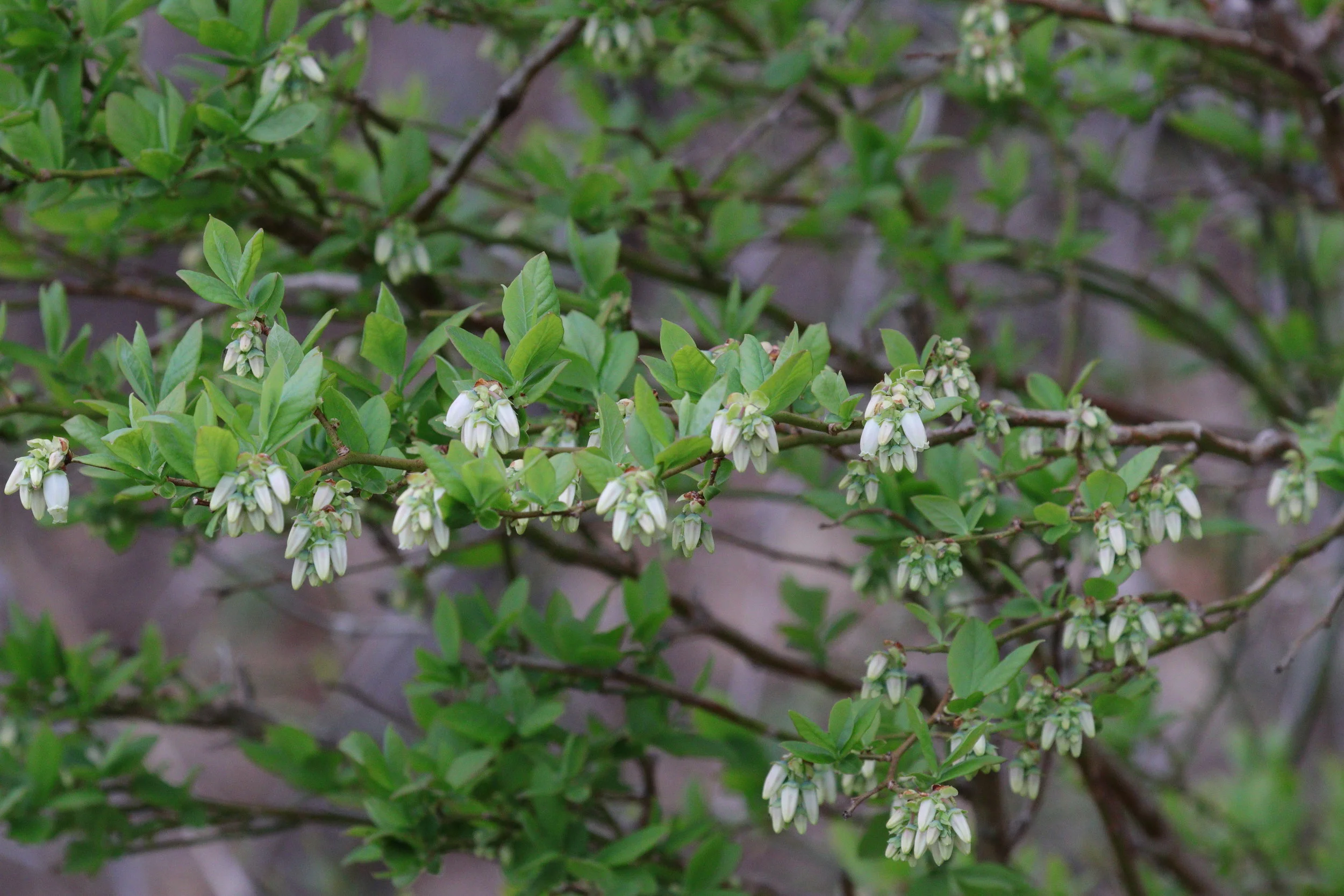 May 5, 2018 | Blueberries in Bloom | Photo By: Cyndi Jackson