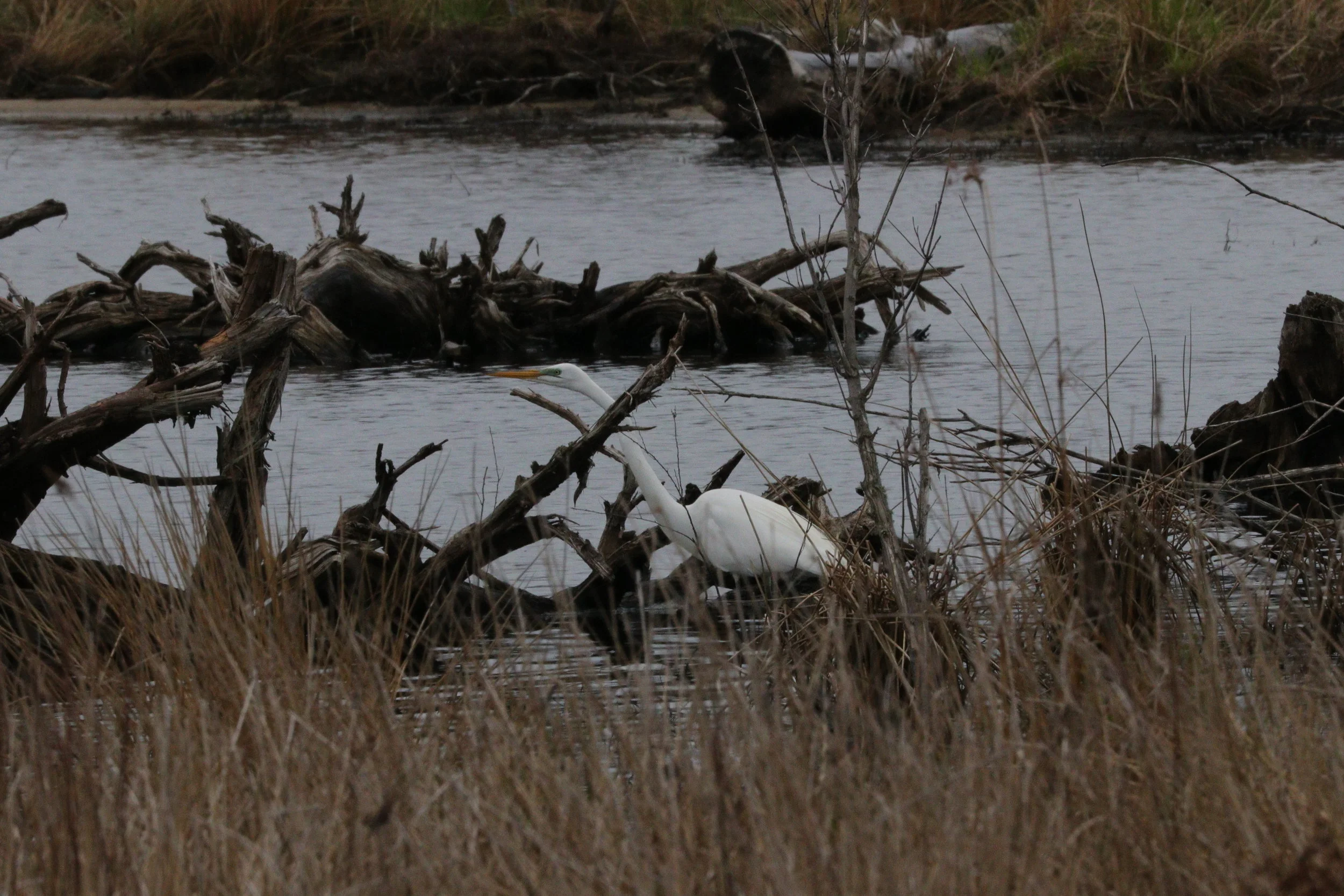 May 6, 2018 | Great White Egret at the Pond | Photo By: Cyndi Jackson 