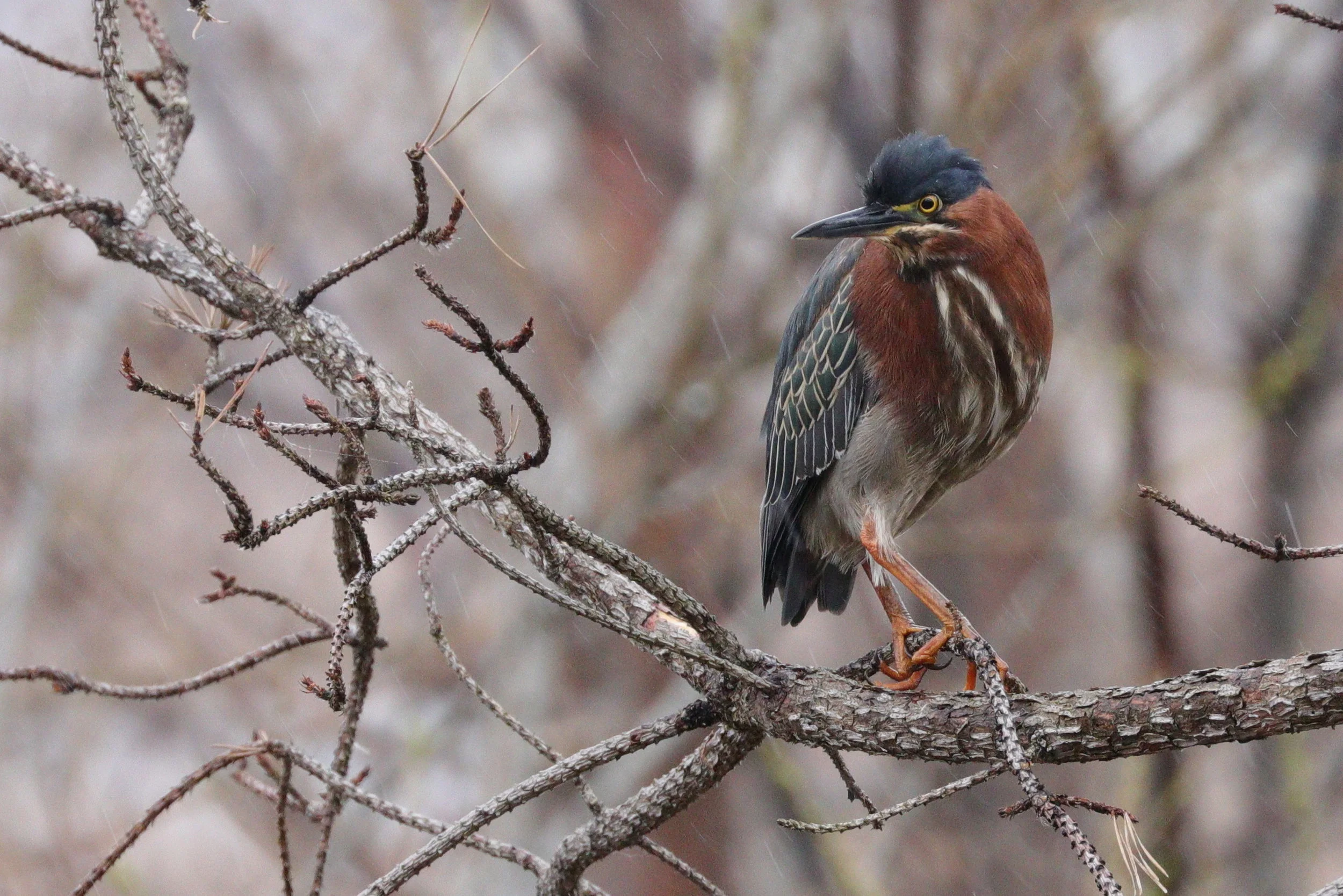 May 6, 2018 | Green Heron | Photo By: Cyndi Jackson 