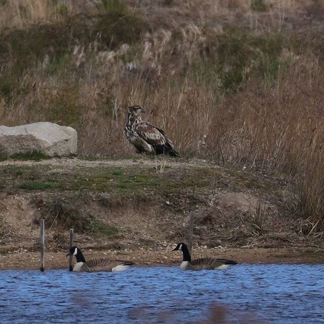 It's difficult to fully grasp the size of a Bald Eagle until you see it dwarf a pair of Canada Geese.

#livingobservatory #livingtidmarsh #tidmarsh #tidmarshwildlifesanctuary #baldeagle