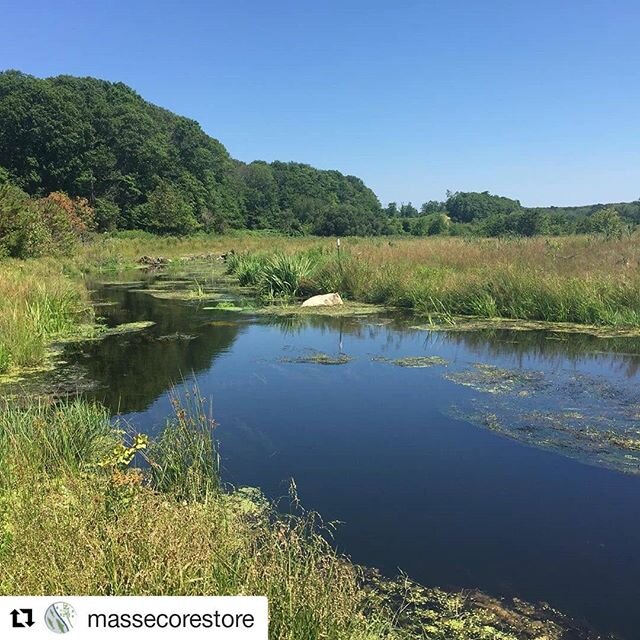 #Repost @massecorestore (@get_repost)
・・・
Over the past decade, DER has helped to complete over 300-acres of successful wetland restoration on former cranberry farmland (including Tidmarsh Farms, the largest freshwater wetlands restoration project to
