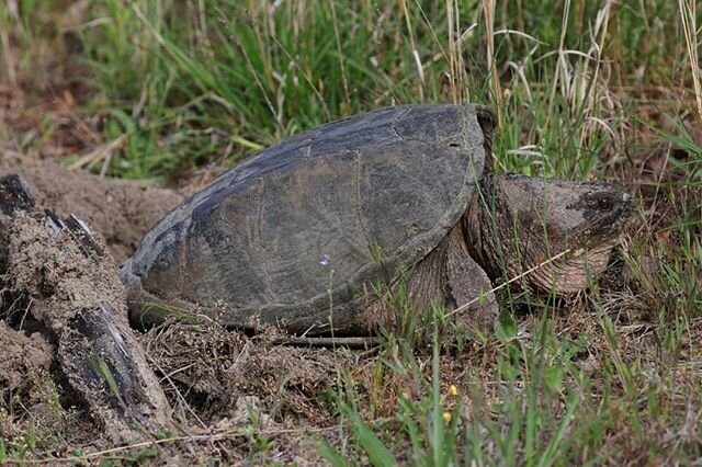 #Renewal  A snapping turtle does her part to insure continued biodiversity on the planet.

The eggs, laid in the sand, take 75-100 days to hatch. 
#livingobservatory #livingtidmarsh #tidmarshwildlifesanctuary #snappingturtle