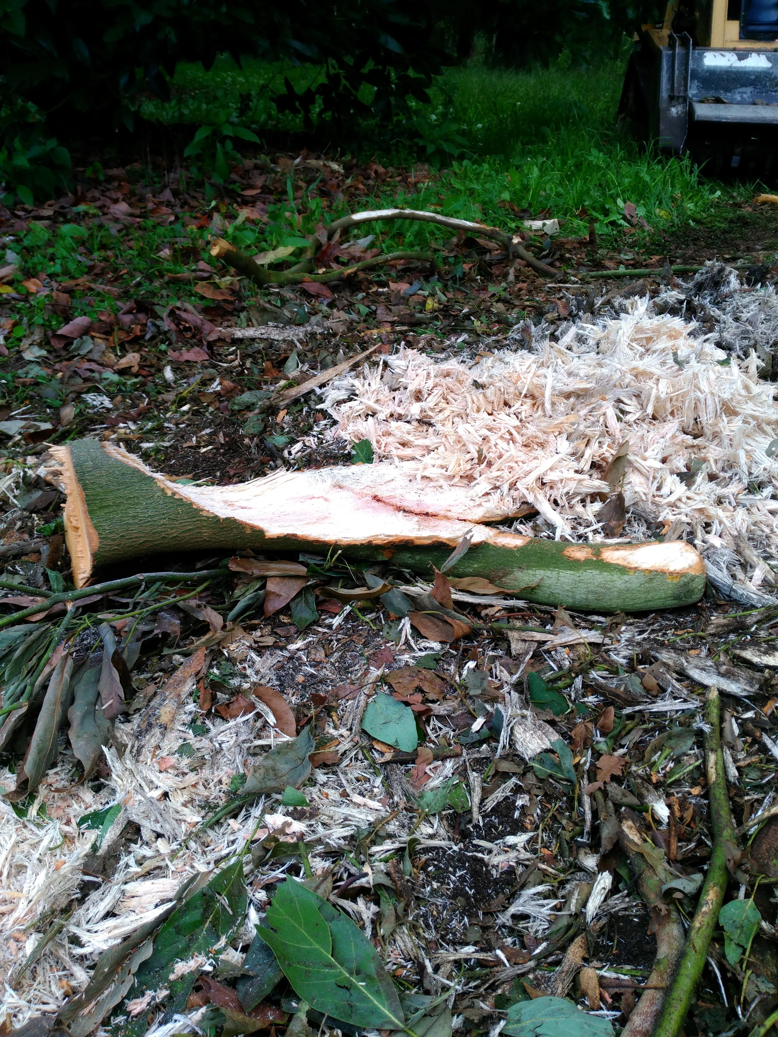 Forestry log mulched down