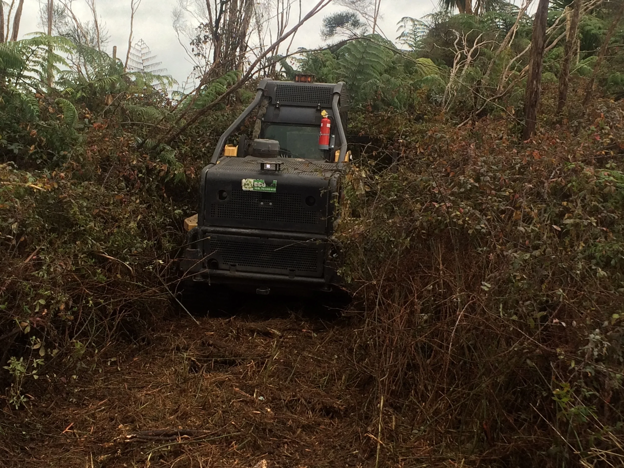 Land clearing- blackberry removal