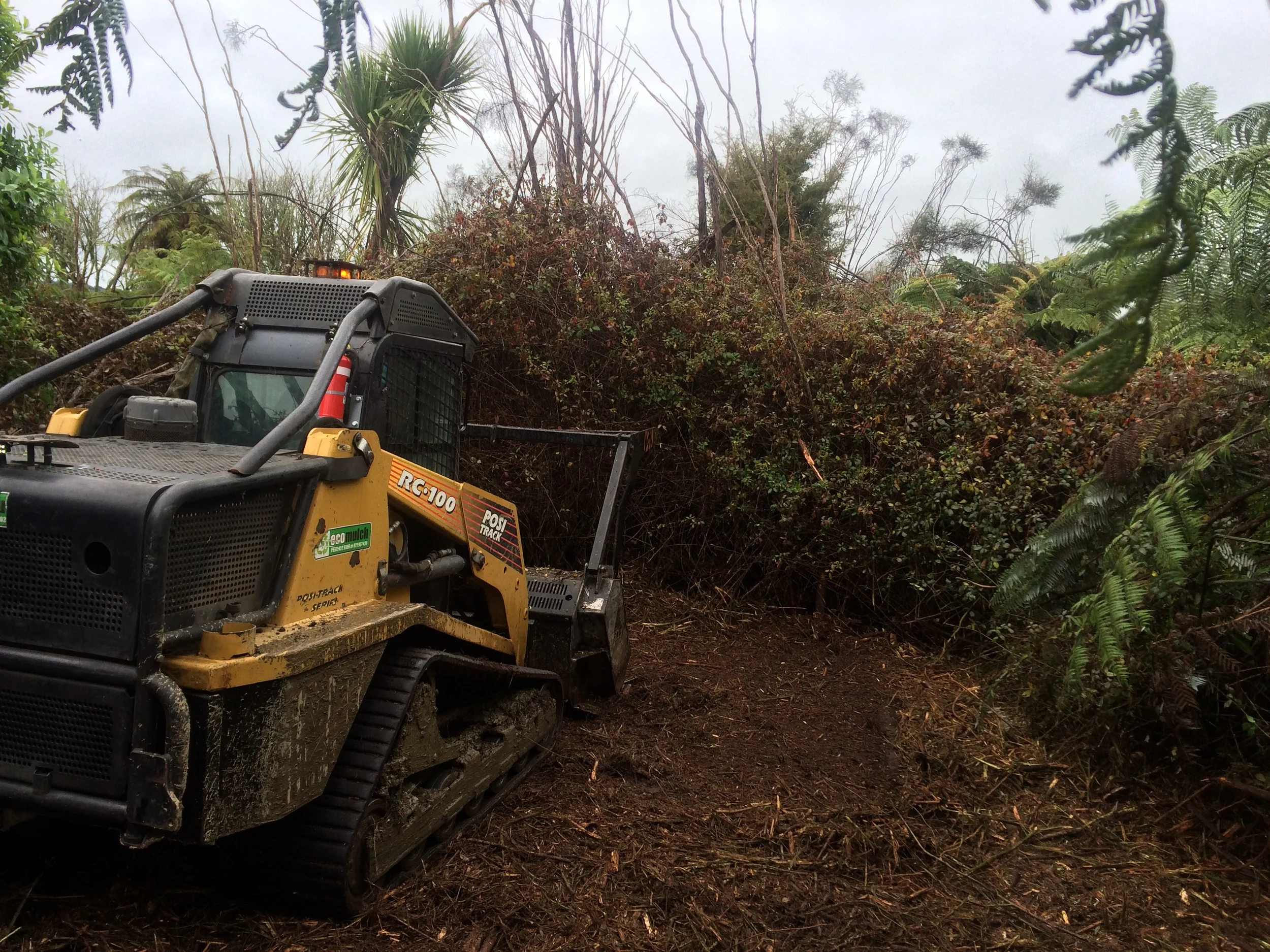 Land clearing- blackberry