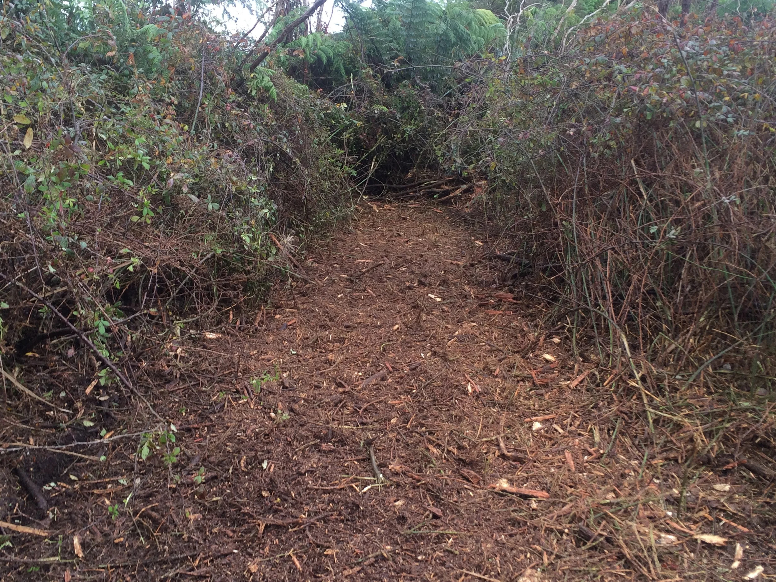 Successful scrub mulching