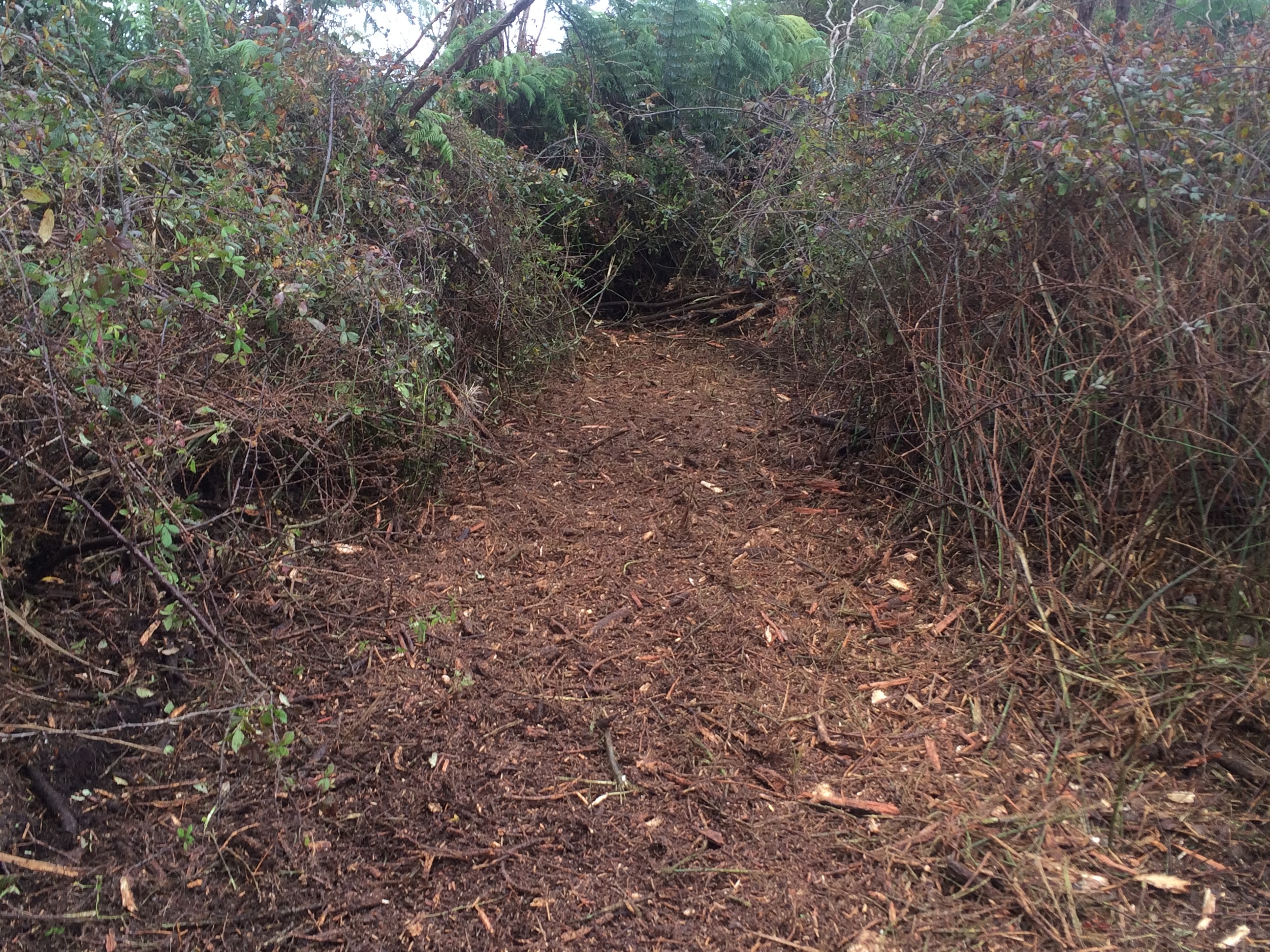 Successful scrub mulching