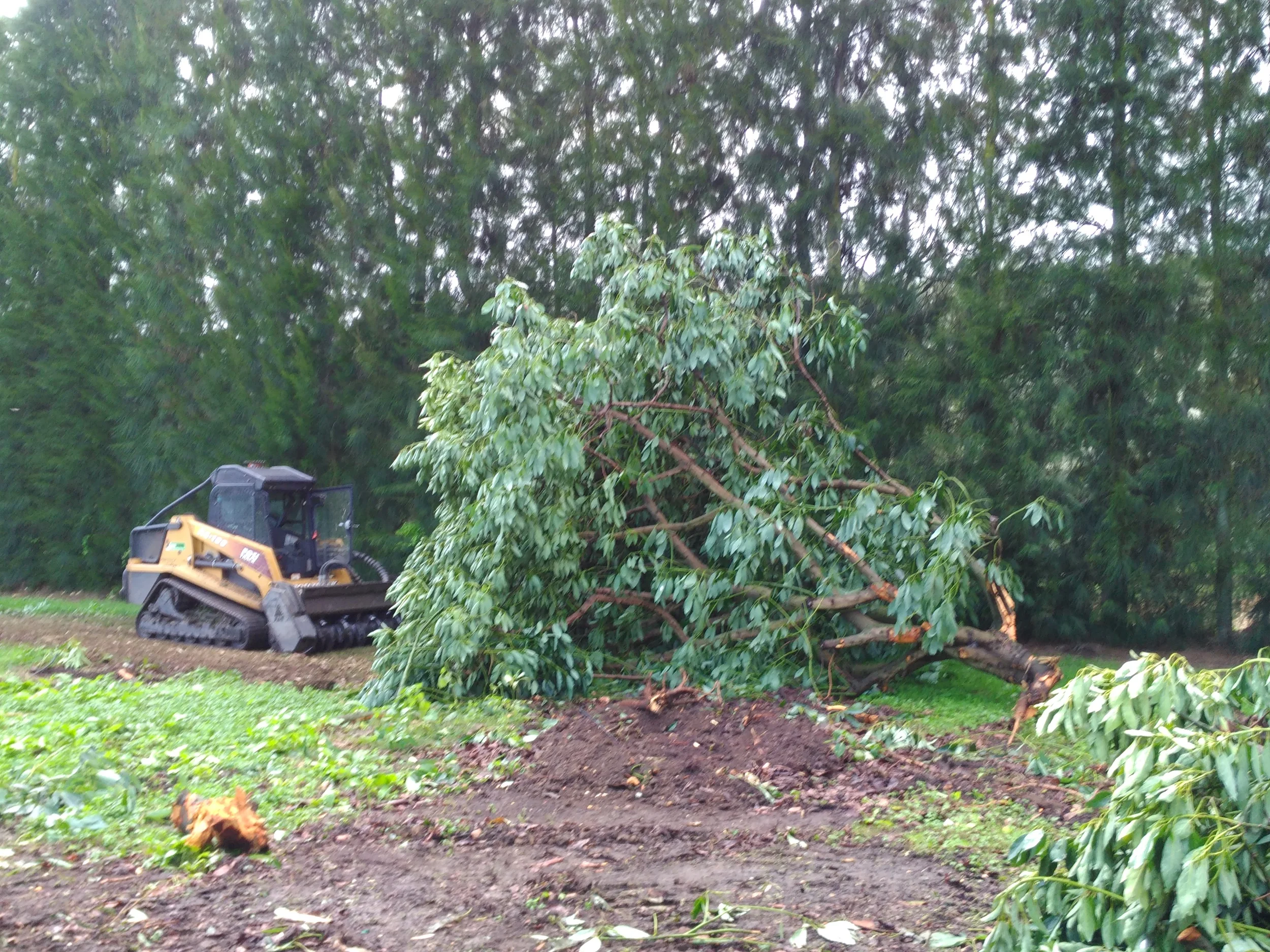 Tree mulching before