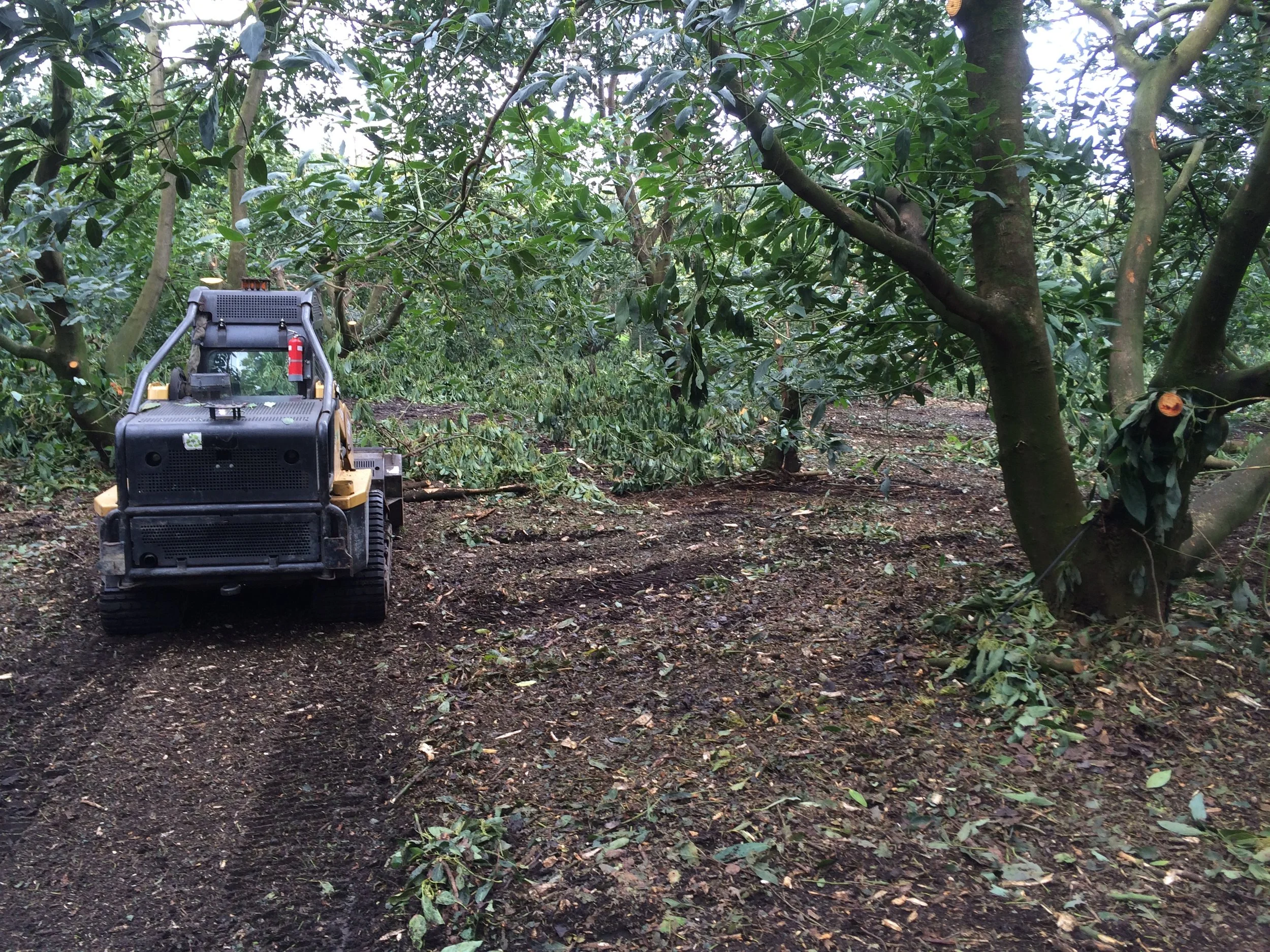 Mulching Avocado orchard.JPG